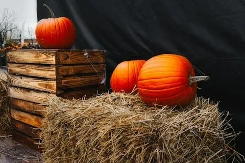 Pumpkins on Hay Bales with Wooden Crate For Fall Harvest