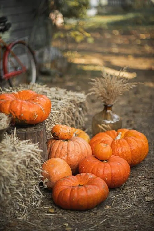 Pumpkins on Hay Path in Fall Farm Setting HD Wallpaper