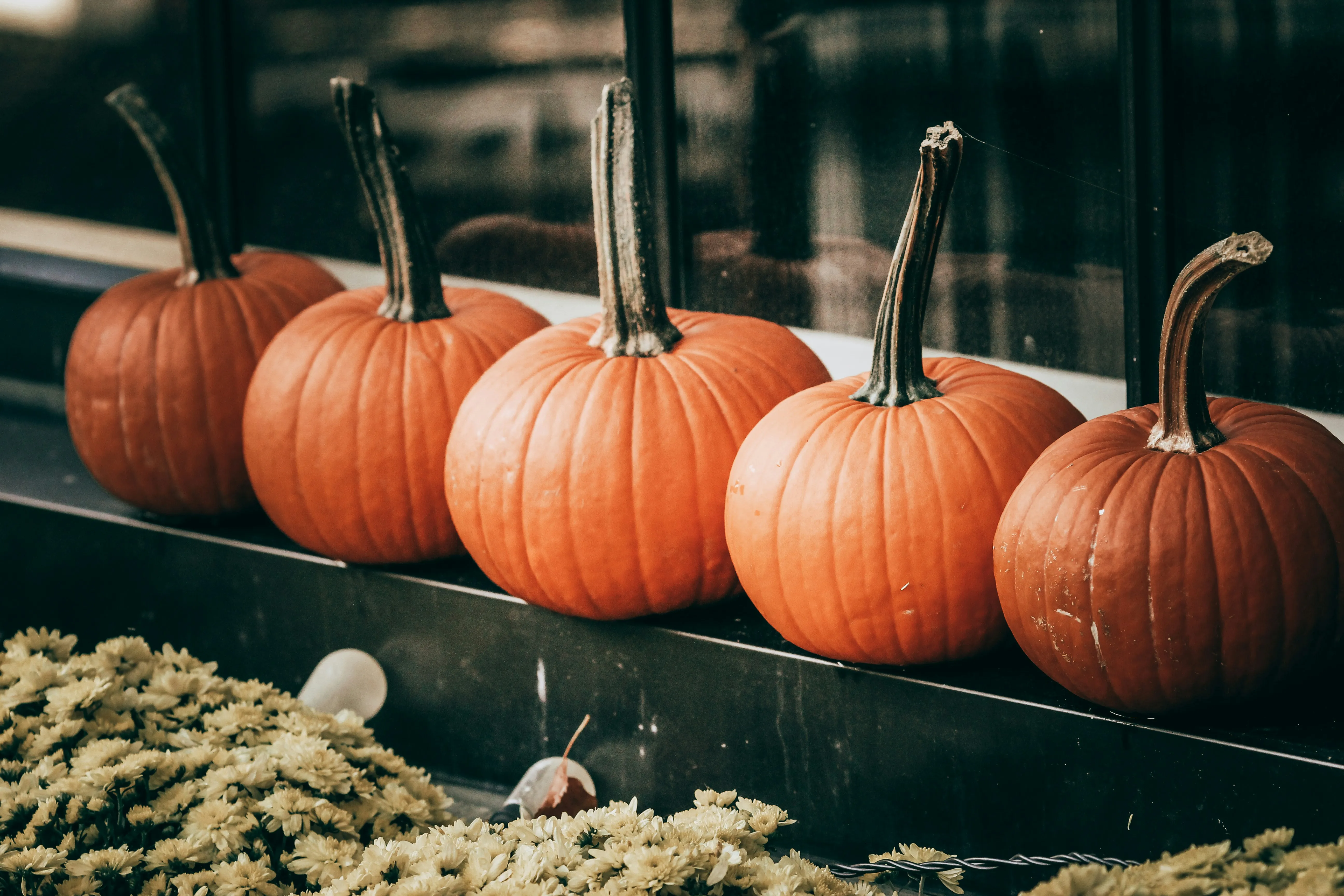 Row Of Fresh Pumpkins Ready For Fall Festivities Wallpaper