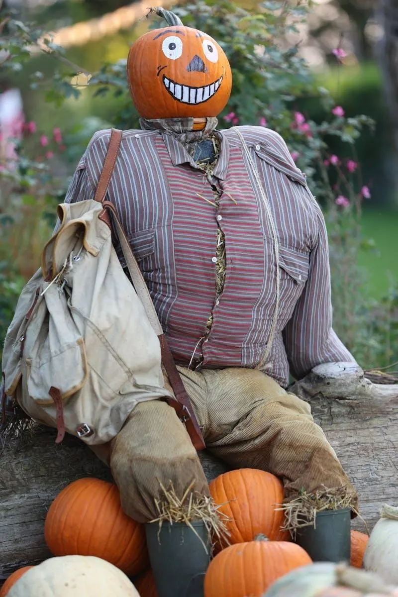 Scarecrow with Pumpkin Head Amongst Pumpkins image HD