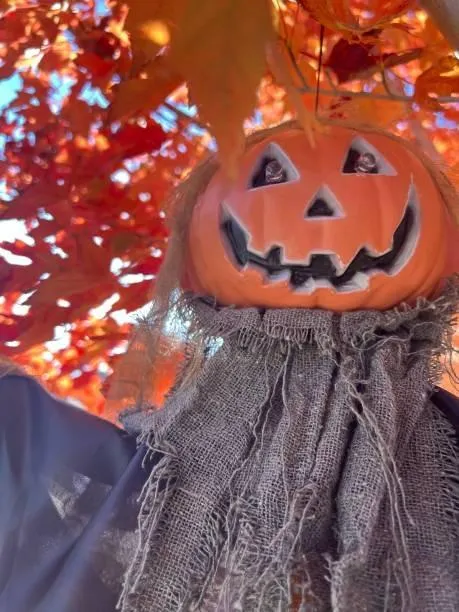 Scarecrow with Pumpkin Head Under Fall Tree Wallpaper