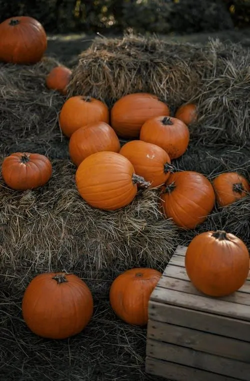 Scattered Pumpkins on Ground with Wooden Crate Wallpaper