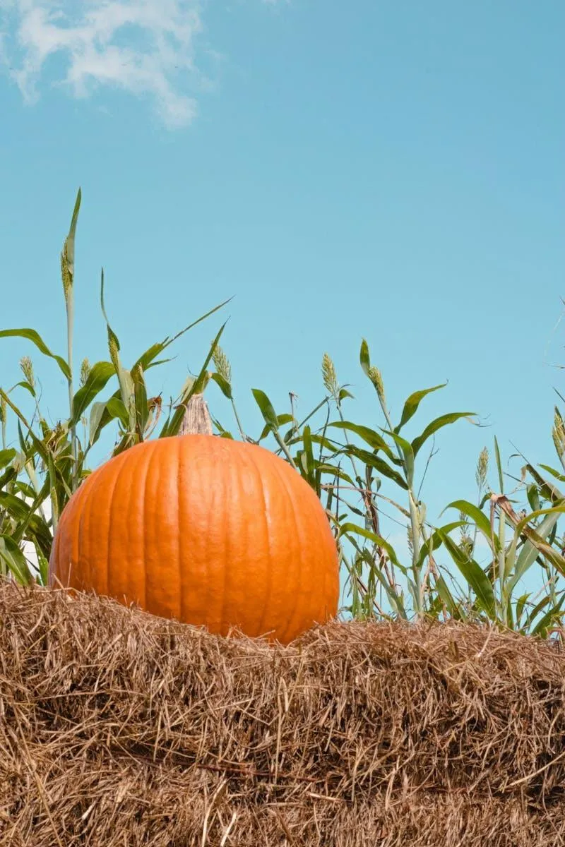 Single Pumpkin in Cornfield Under Blue Sky Wallpaper HD