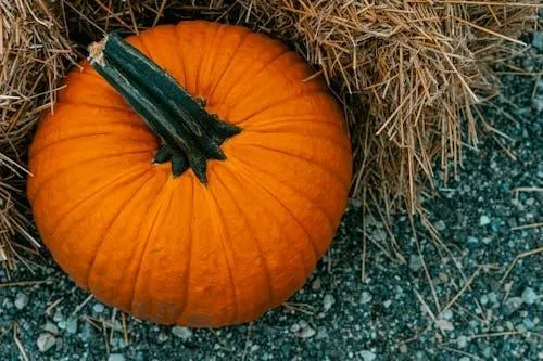 Single Pumpkin Lying on Hay in Outdoor Setting Wallpaper