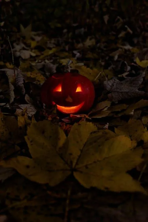 Small Lit Pumpkin Hiding Among Brown Leaves at Night