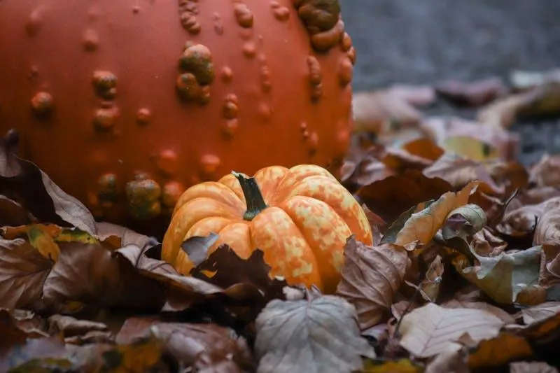 Small Pumpkin Close Up with Mushrooms and Leaves HD