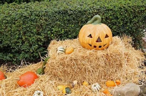 Smiling Pumpkin on Hay with Flowers and Leaves Wallpaper