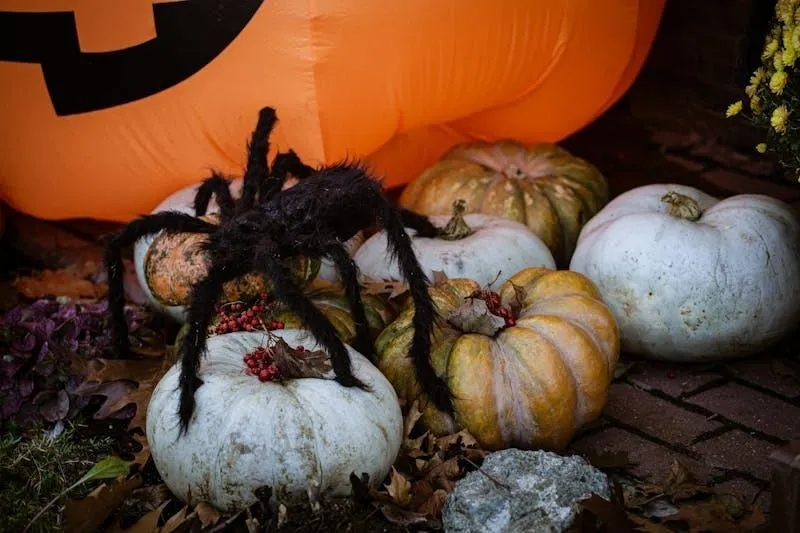 Spider on White and Orange Pumpkins For Halloween Decor