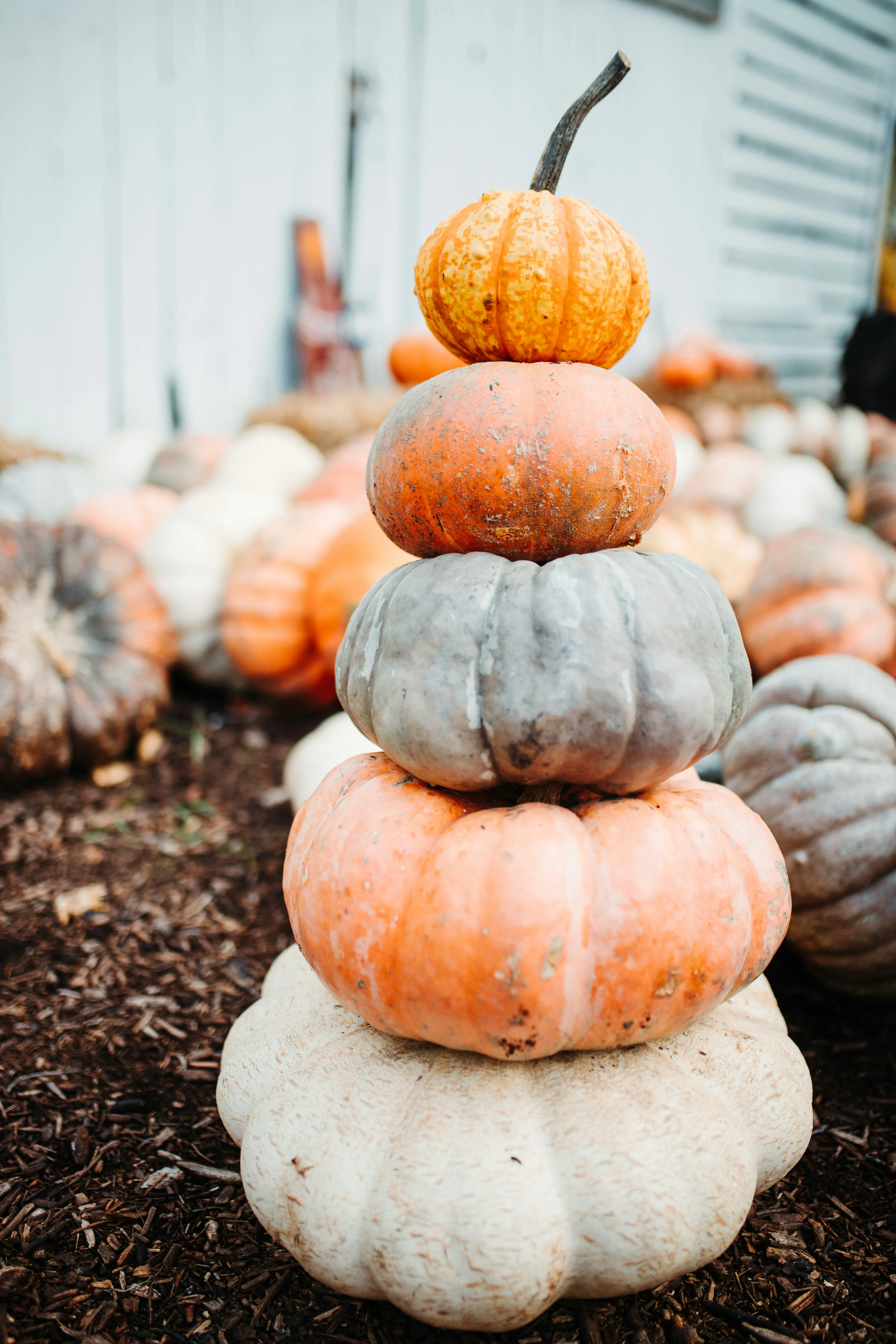 Stacked Pumpkin Tower in Rustic Fall Display Wallpaper HD