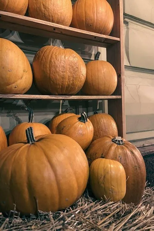 Stacked Pumpkins on Hay Bales in Farm High Quality Image