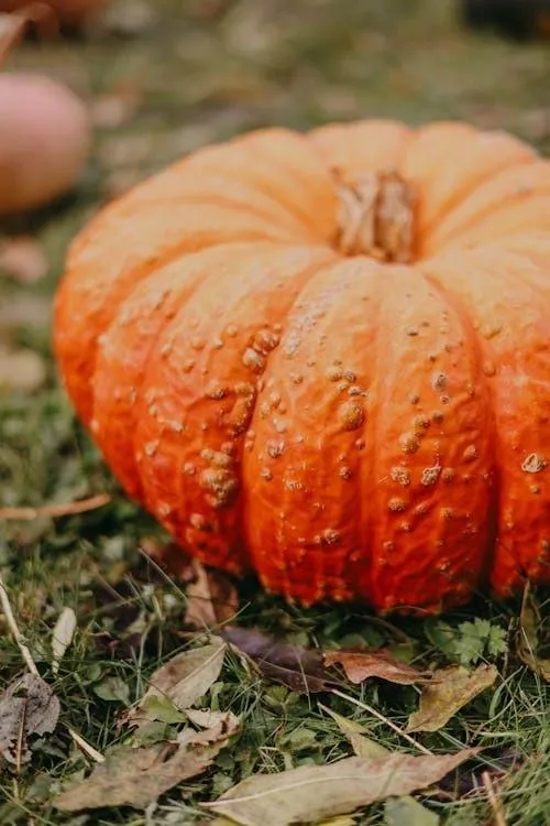 Textured Orange Pumpkin in Outdoor Field Free HD Wallpaper