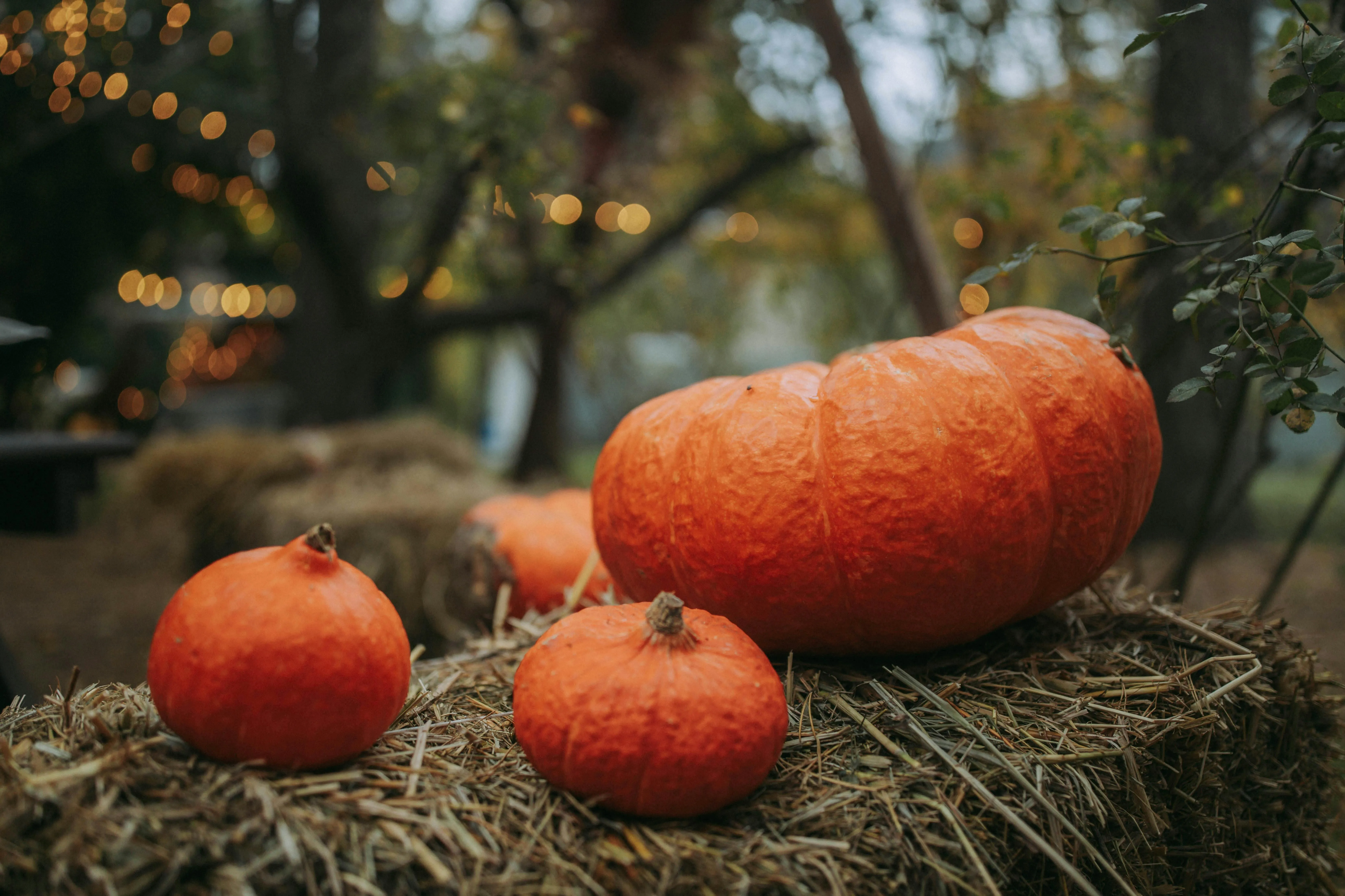 Three Pumpkins on Mossy Ground in Evening Light Wallpaper
