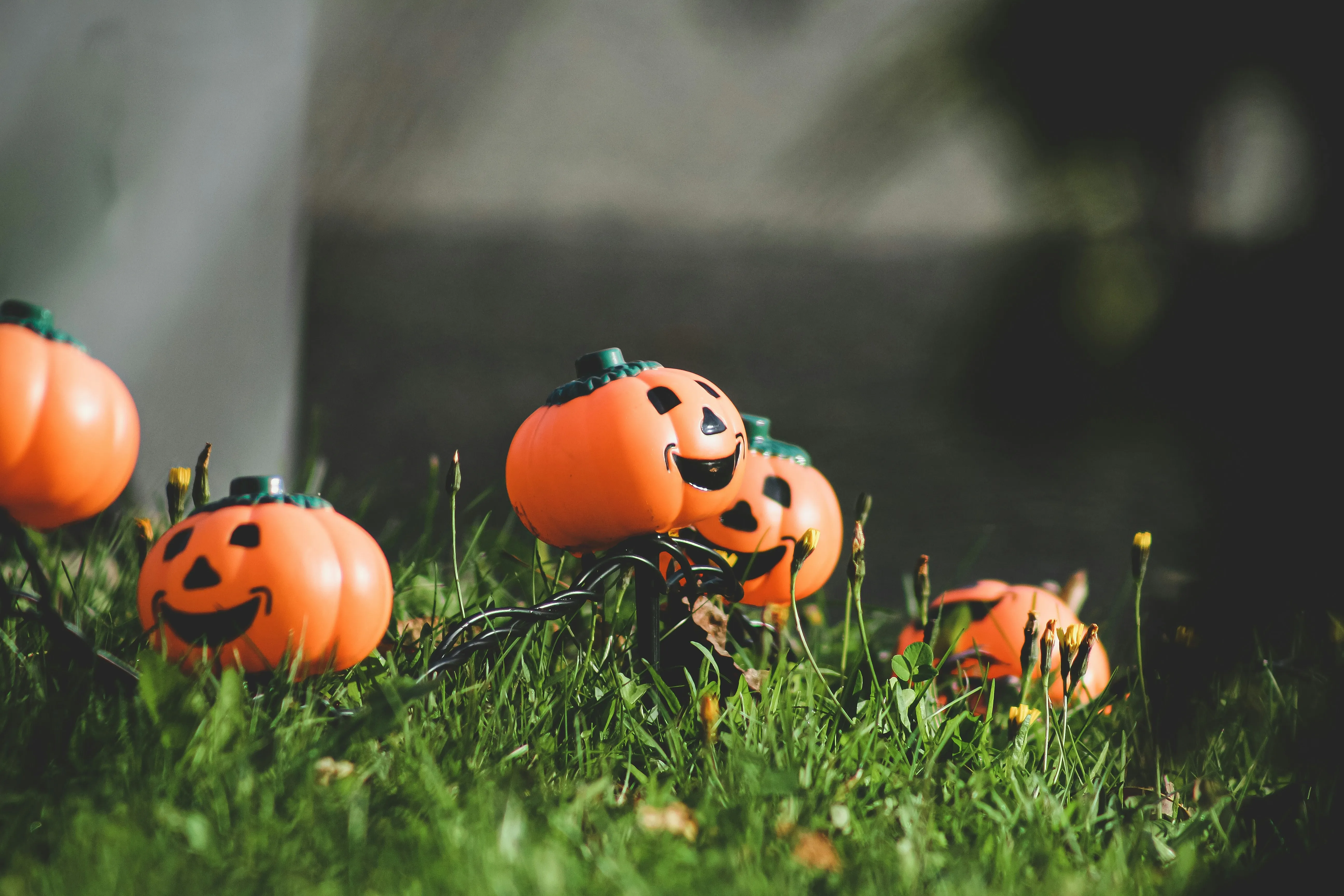Tiny Halloween Pumpkins on Green Grass Lawn Wallpaper 4K