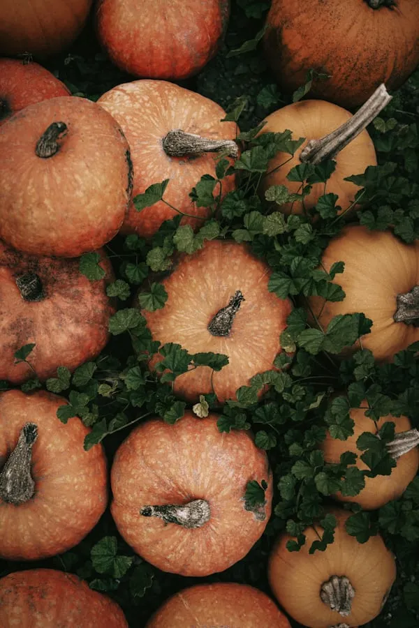 Top View Of Freshly Picked Organic Pumpkins with Green Leaves