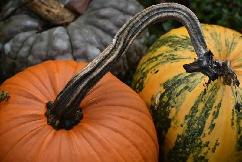 Twisted Gourd and Pumpkins in Rustic Autumn Setting Image
