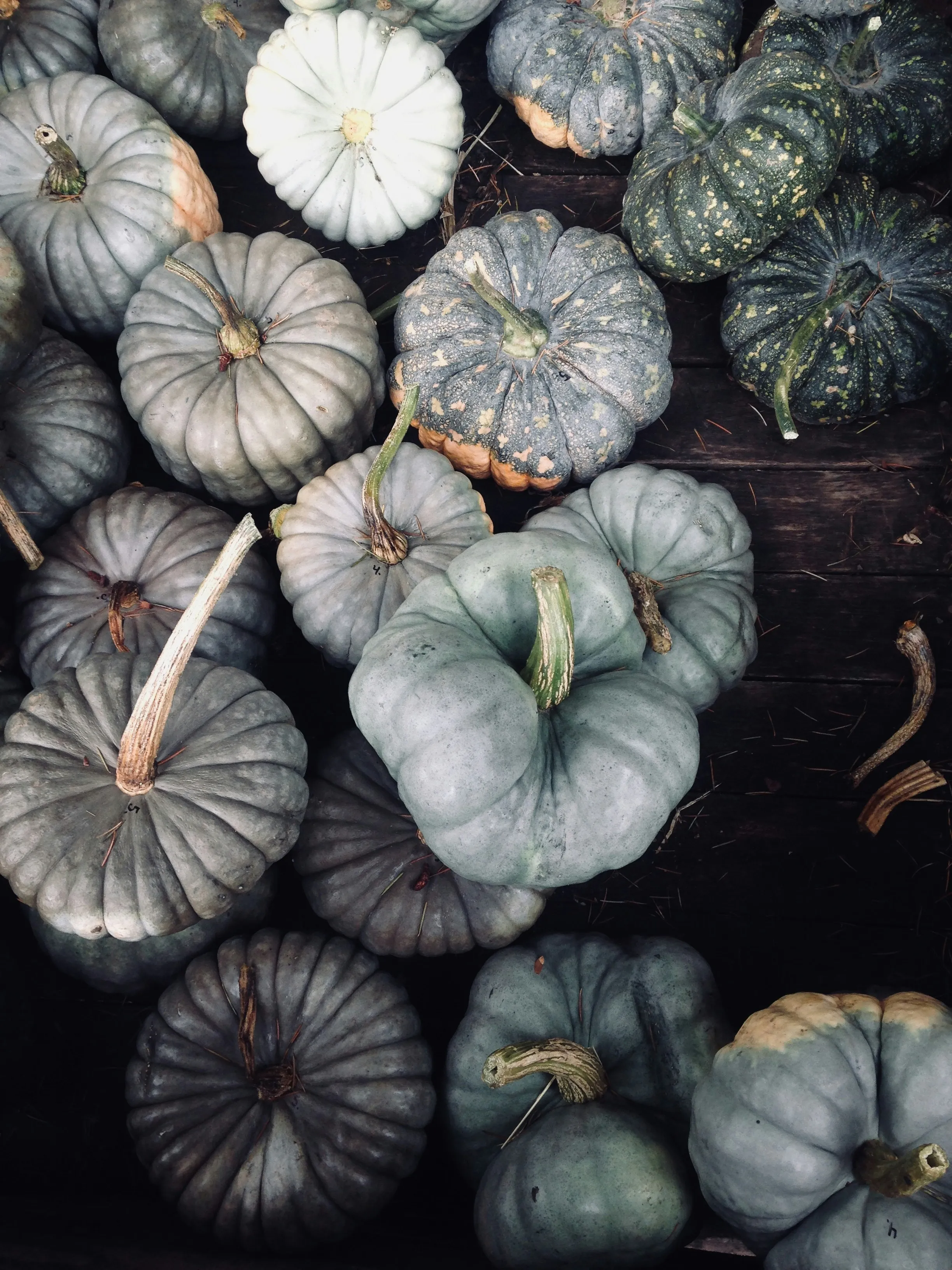 Unique Cool Toned Pumpkins with Artistic Texture Wallpaper