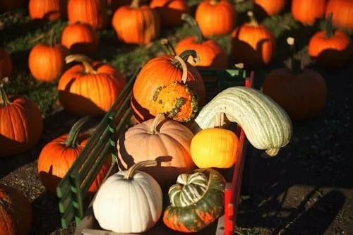 Variety Of Pumpkins and Gourds Grouped For Seasonal Display