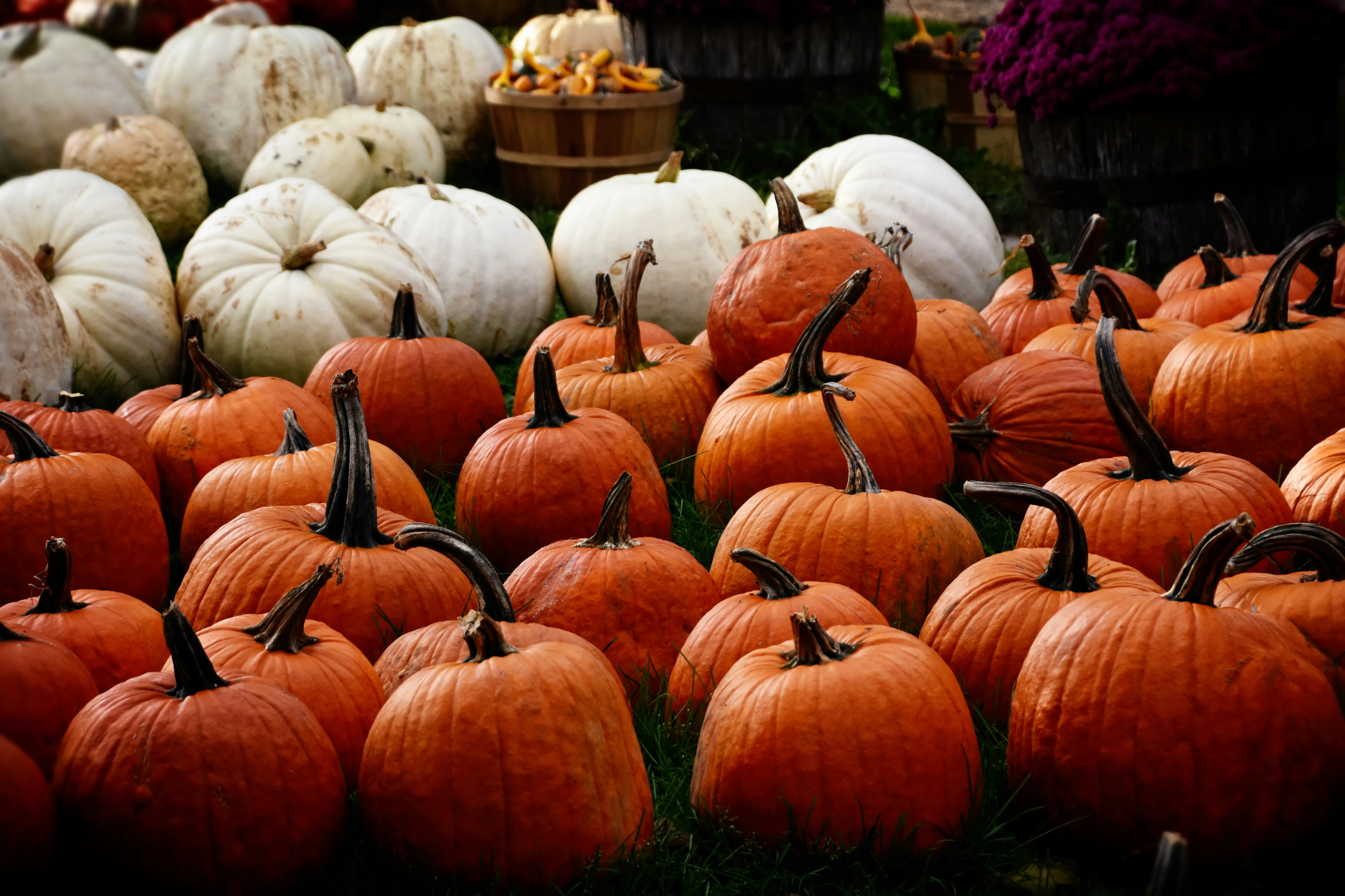 Variety Of Pumpkins at Fall Harvest Market Display Image
