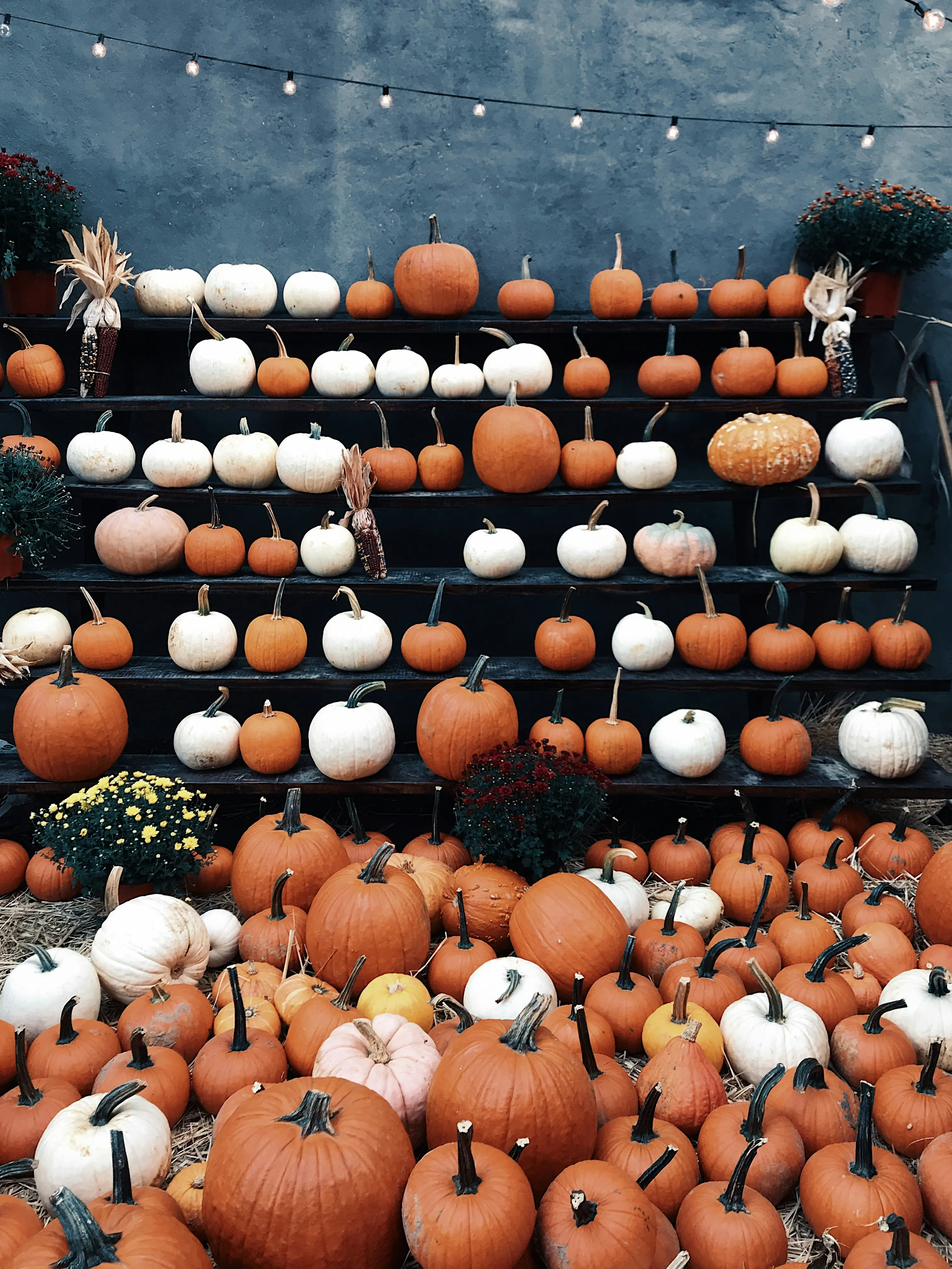 Wall Display Of White and Orange Halloween Pumpkins Image