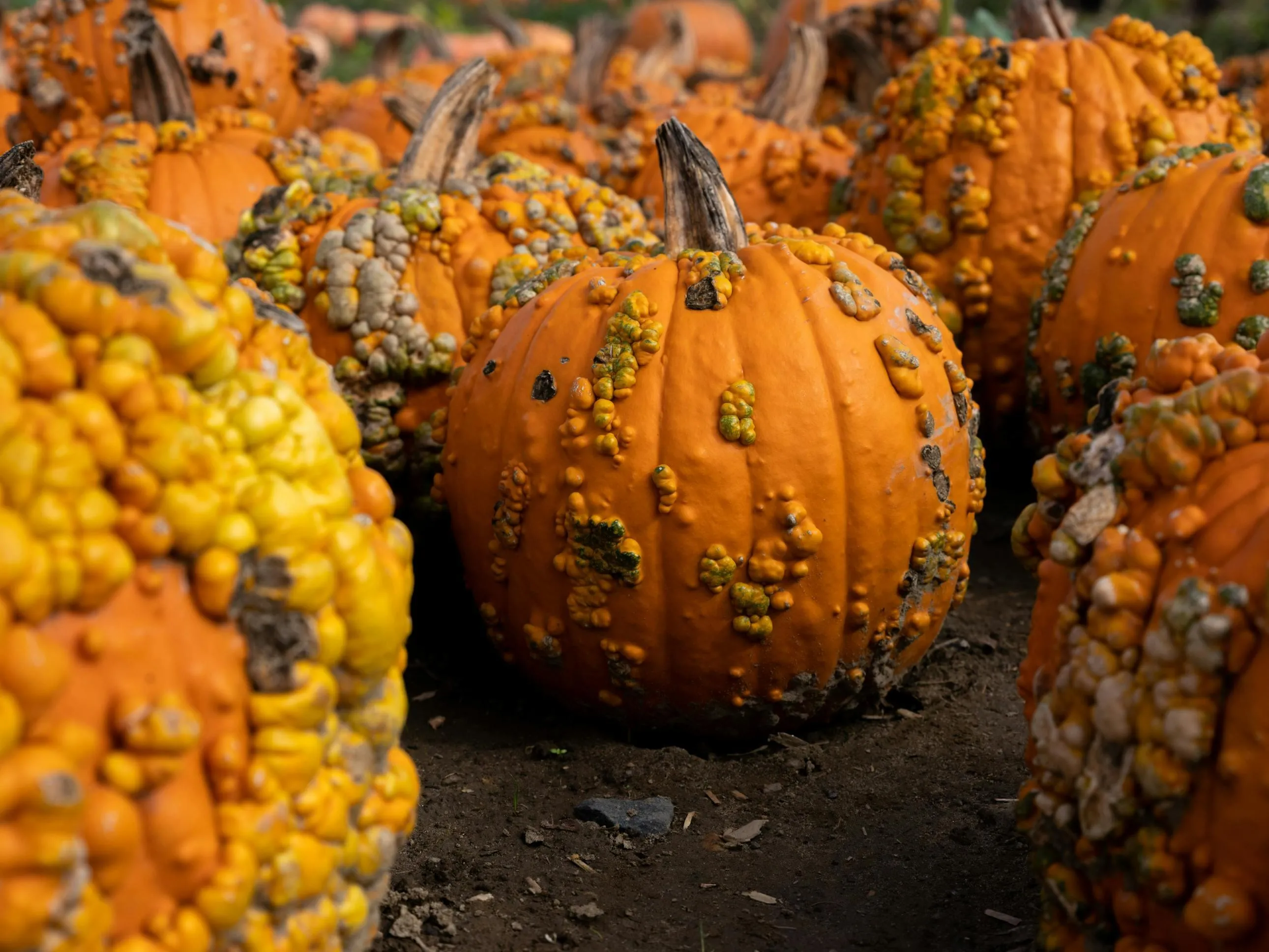 Warty Pumpkins in Garden Soil Ready For Autumn Harvest