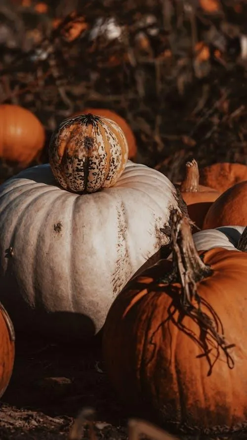 White and Orange Pumpkins in Rustic Fall Setting HD Image