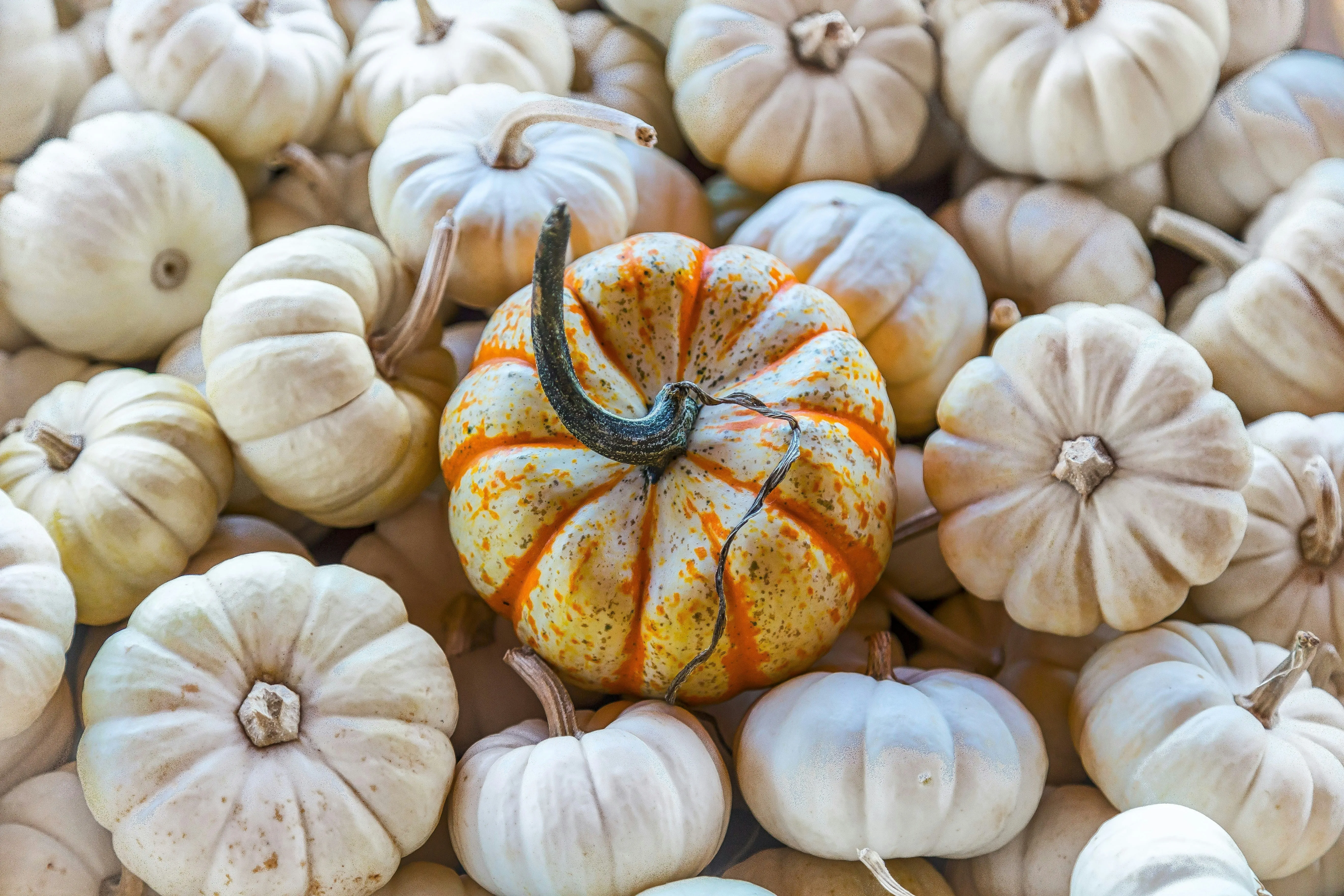 White Mini Pumpkins with Autumn Patterned Design Wallpaper