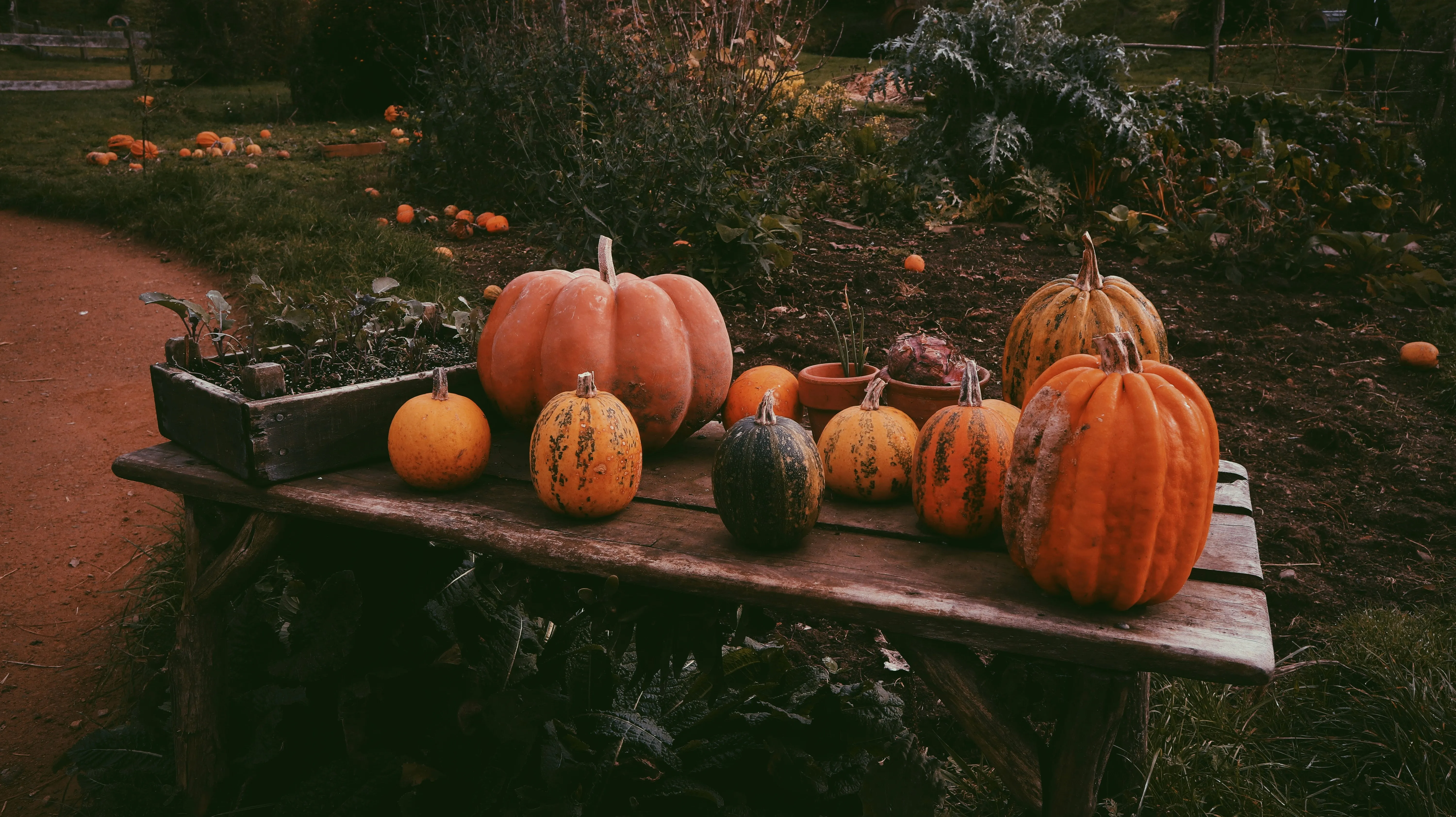 Wooden Cart Table with Pumpkins in Autumn Farm Scene Image