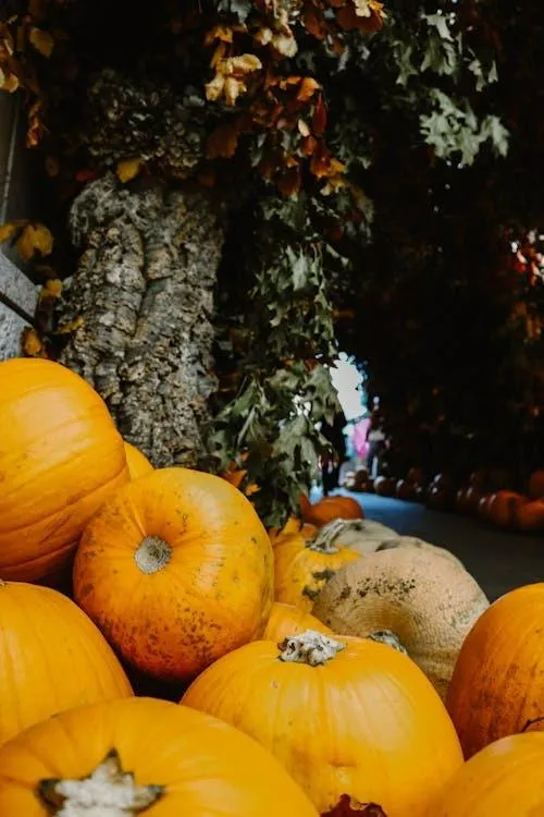 Yellow and Orange Pumpkins on Hay Bales Free Wallpaper