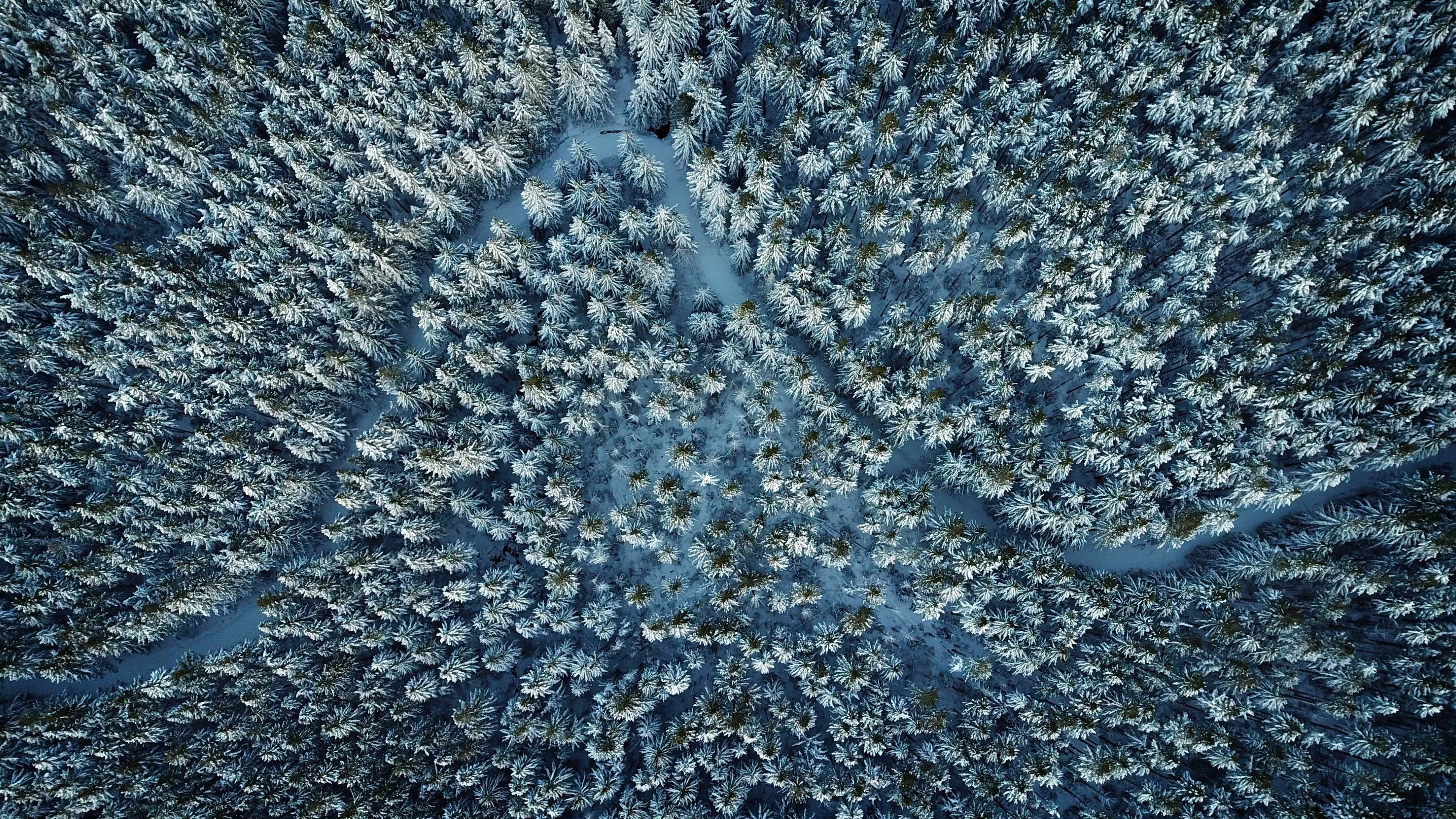 Aerial Shot of a Forested Mountain Covered in Frost