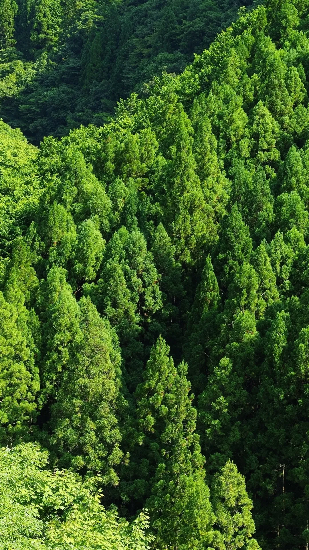 Aerial View of Dense Pine Forest Canopy Free Wallpaper