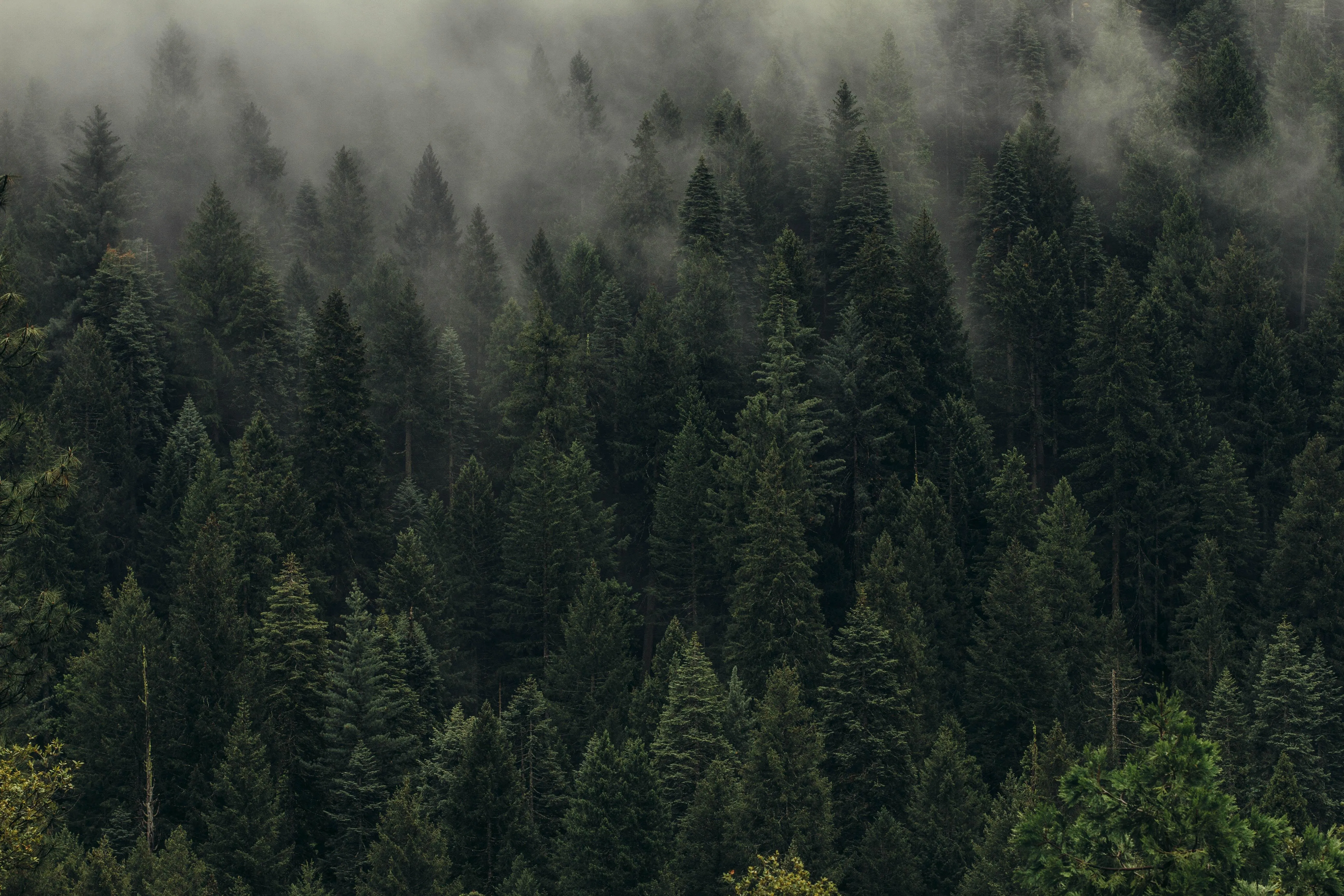 Aerial View of Dense Evergreen Trees in Winter Fog