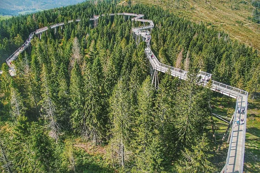 Aerial View of Winding Road Through Dense Green Forest