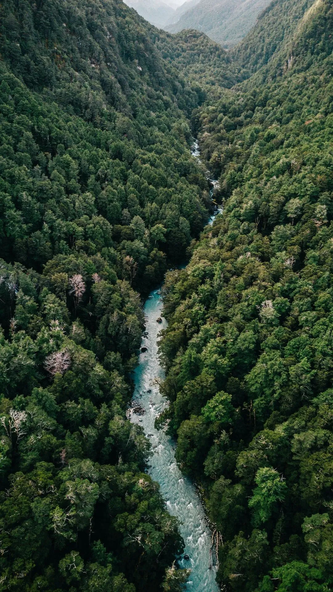 Aerial View of River Cutting Through Dense Forest Wallpaper