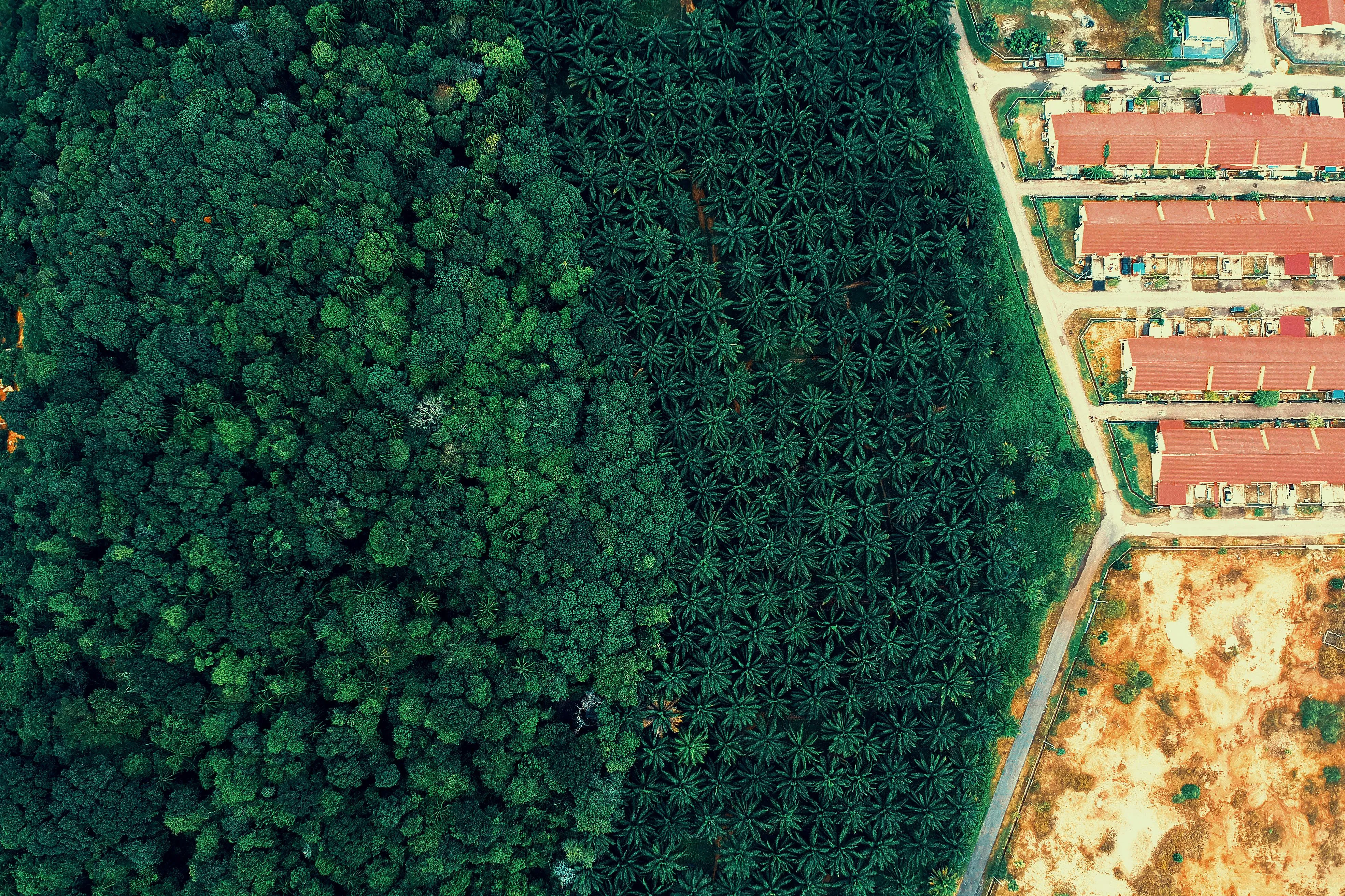 Aerial View Showing Contrast of Forest and Farmlands