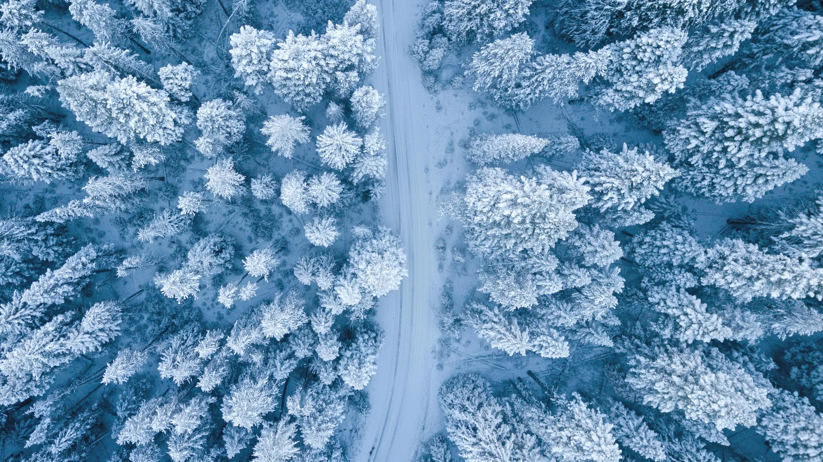 Aerial View of Snow Covered Trees and a Road in Winter