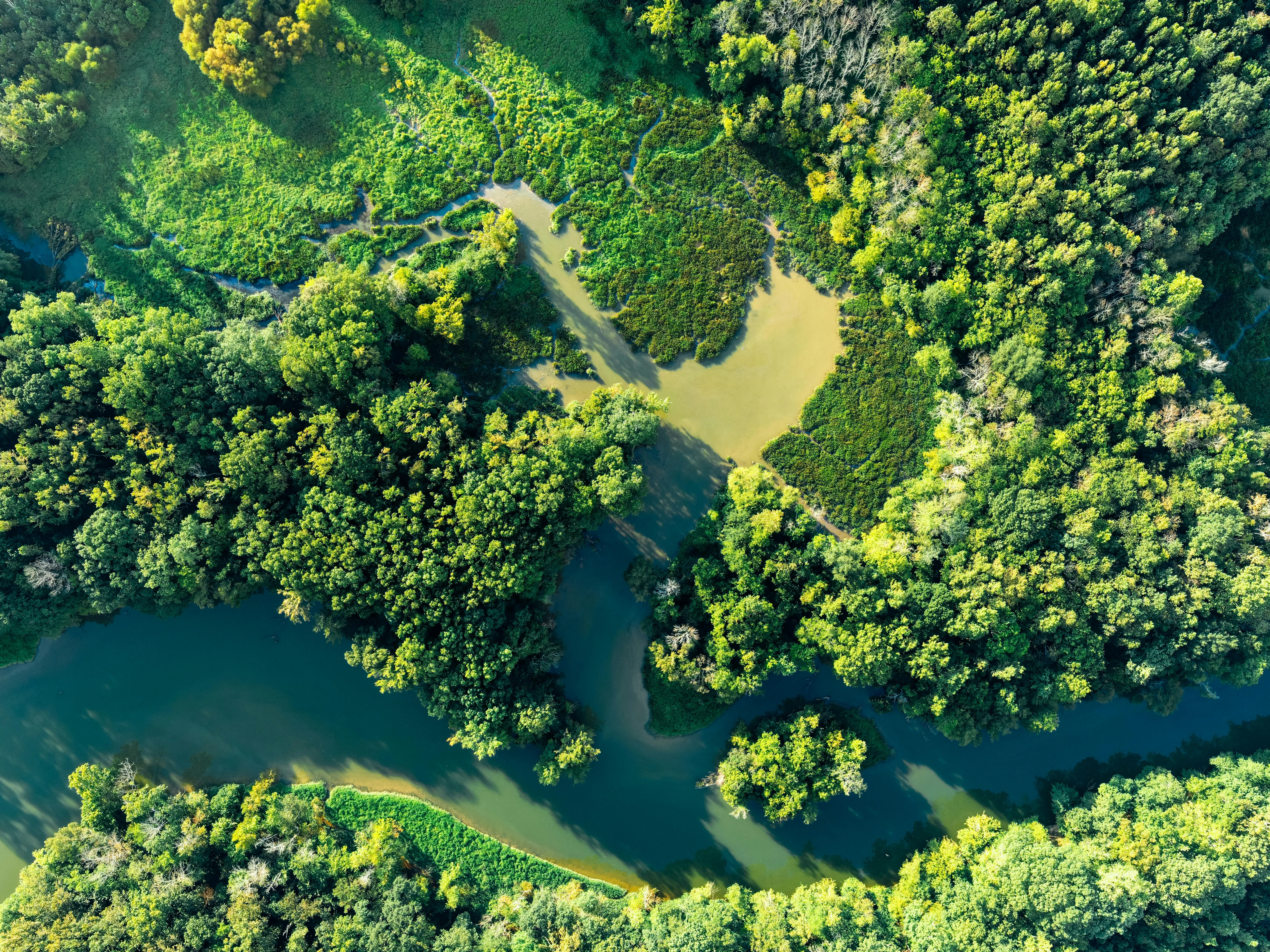 Aerial View of Winding River Through Dense Green Forest