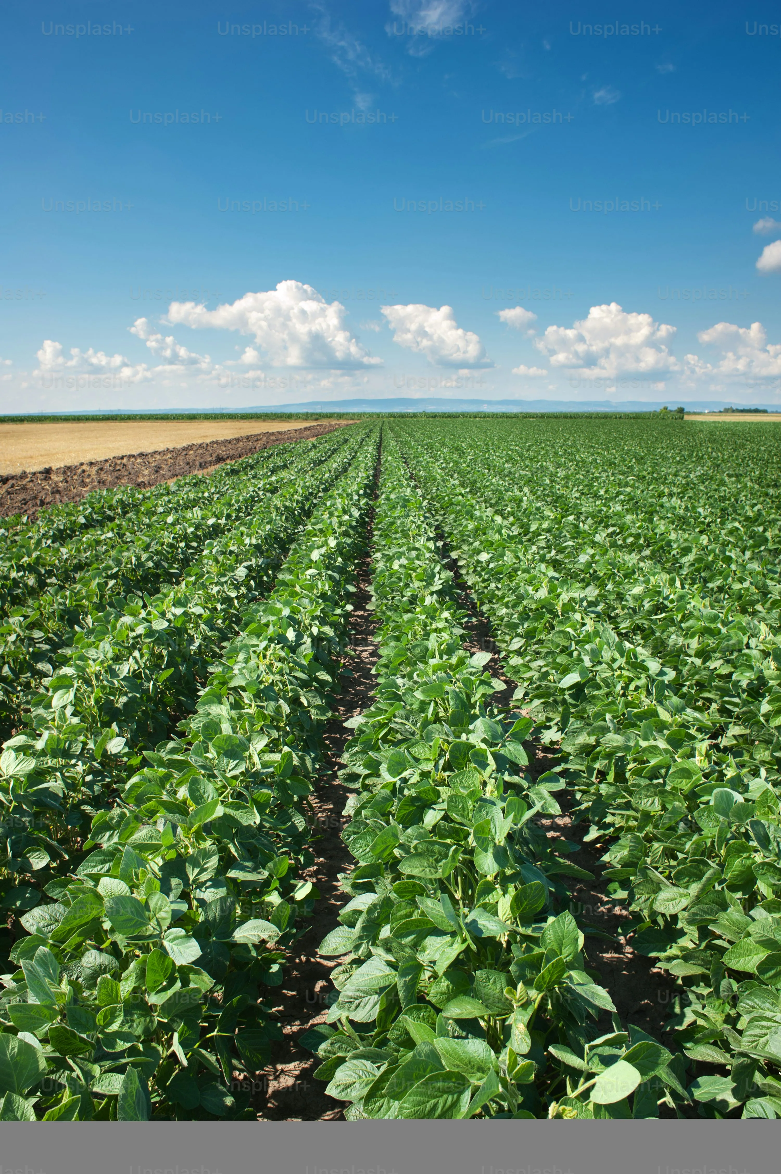 Agricultural Field Under a Wide Blue Sky with Clouds