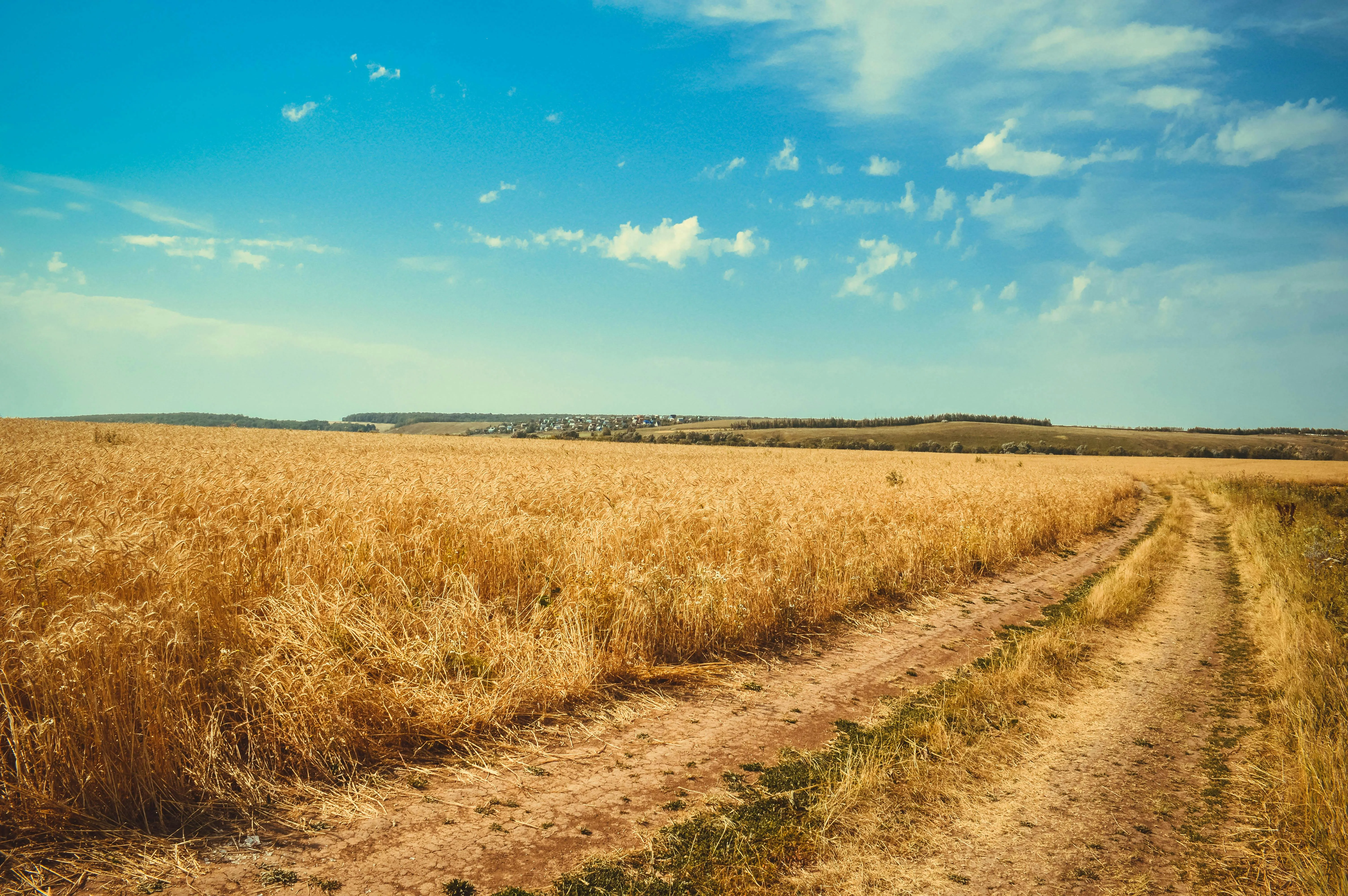 Agricultural Path Through Field Under Blue Summer Sky