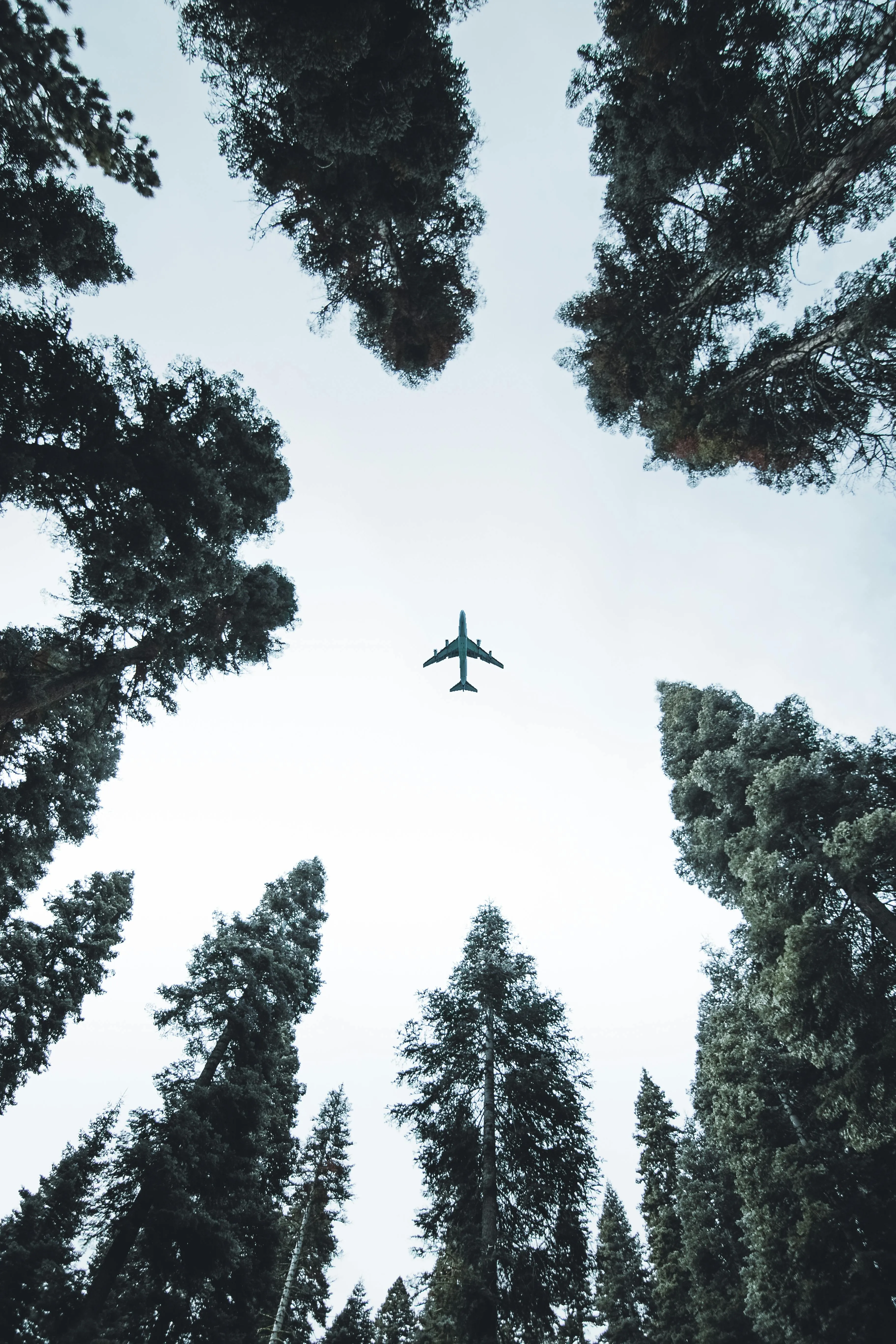 Airplane Flying Above Forest Framed By Tall Trees Wallpaper