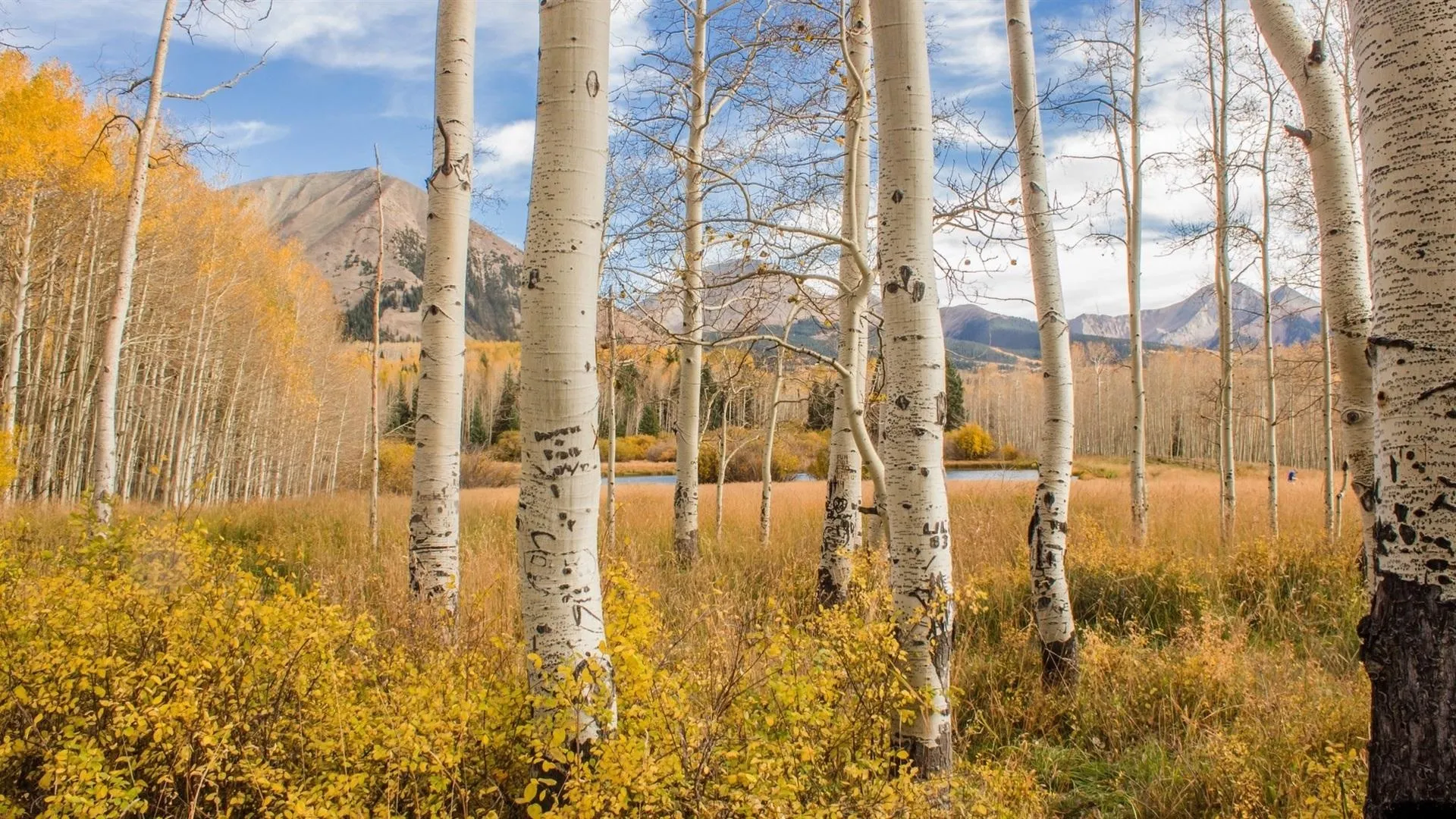 Aspen Trees in Fall with Golden Leaves and a Clear Sky