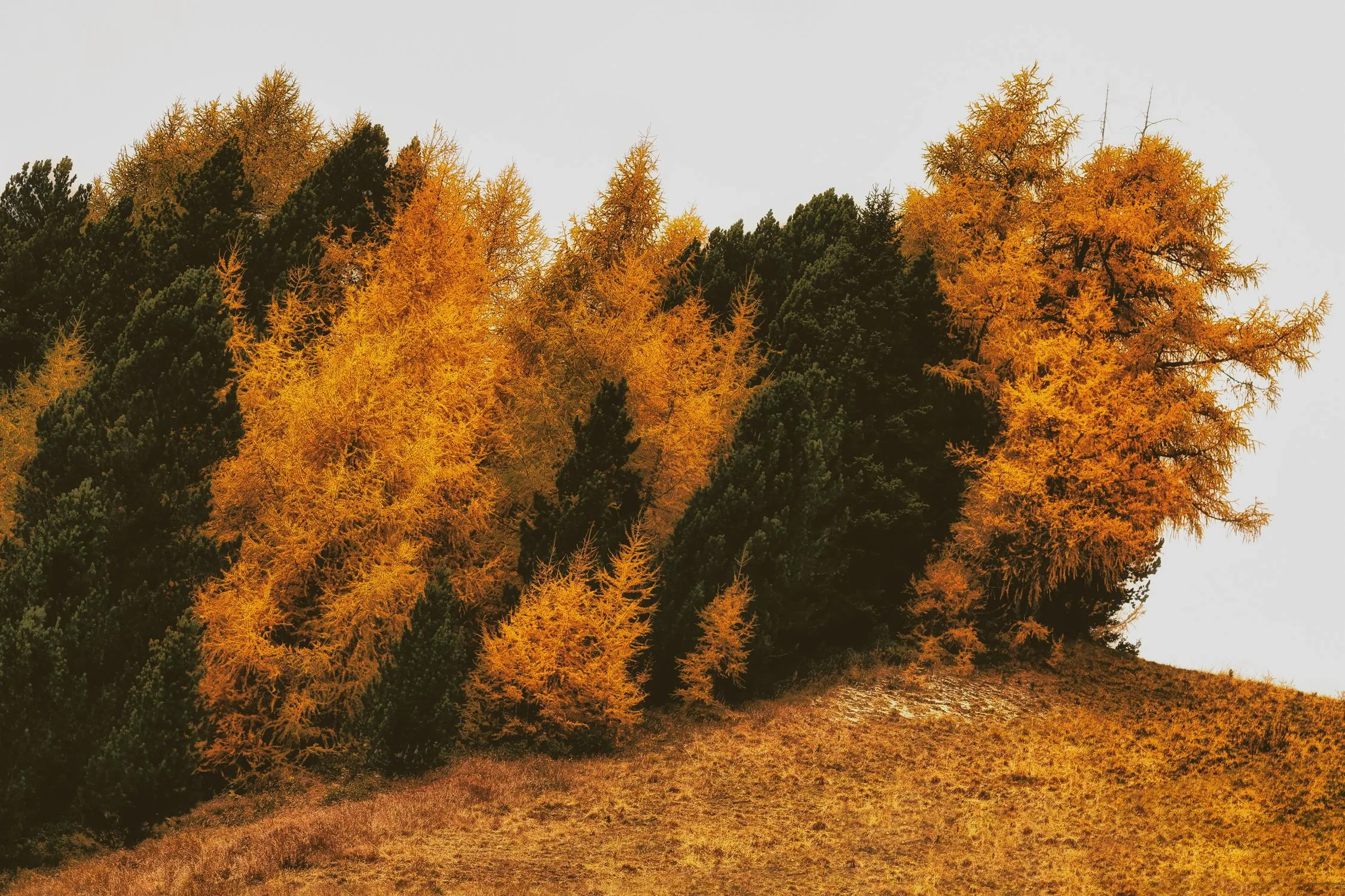 Autumn Forest with Bright Orange and Yellow Foliage of Trees