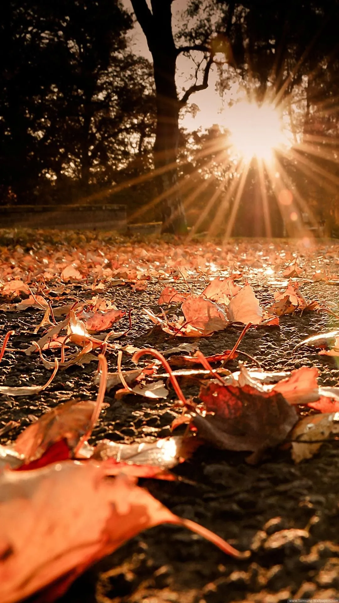 Autumn Forest Leaves Glowing with Morning Sun Rays Wallpaper