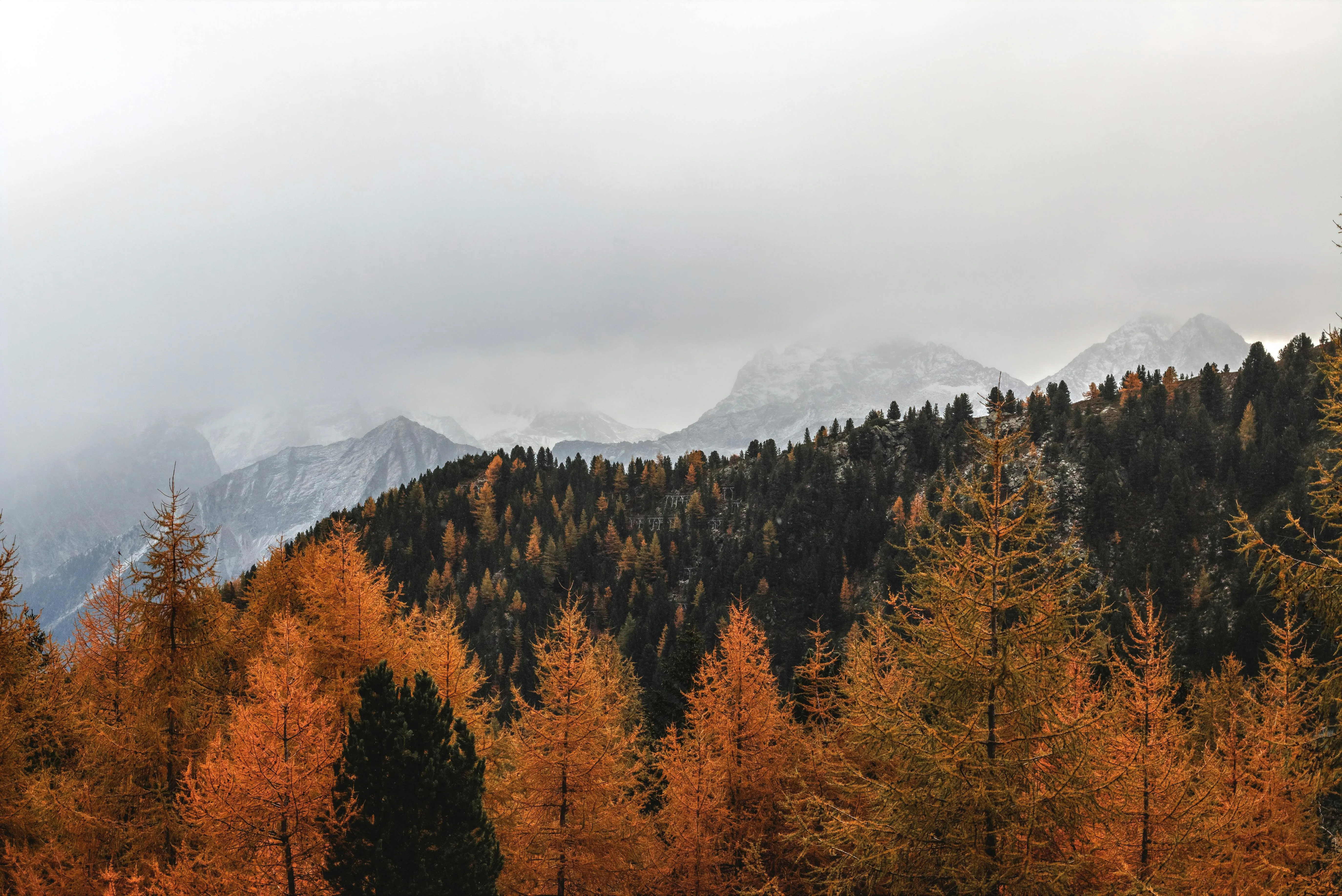 Autumn Forest Mountain with Trees Turning Orange and Red