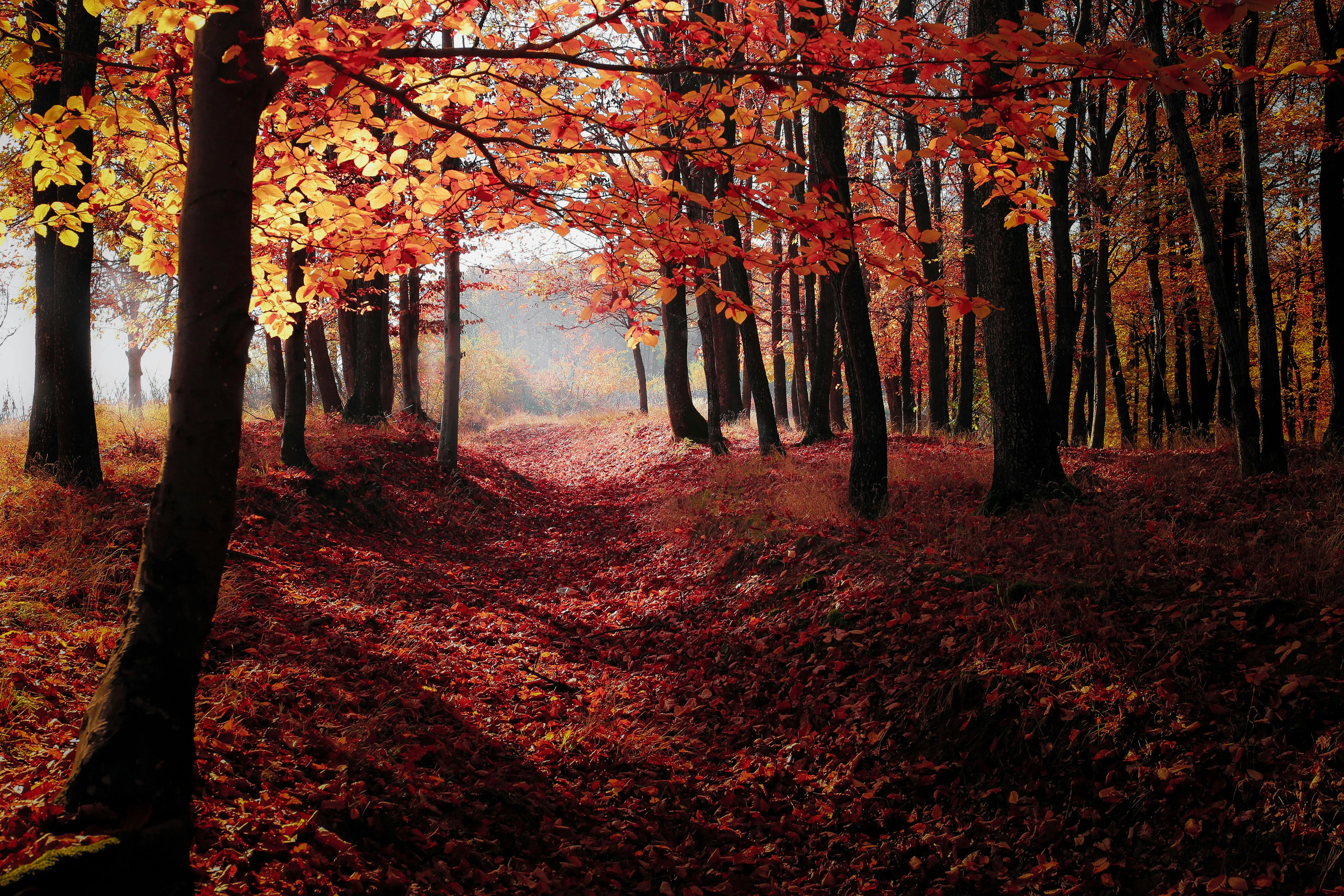 Autumn Forest Path Covered in Red and Orange Leaves