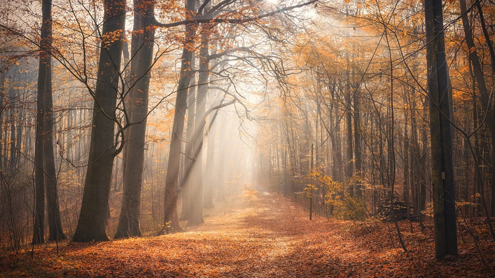 Autumn Forest Path with Sunlight Filtering Through Trees