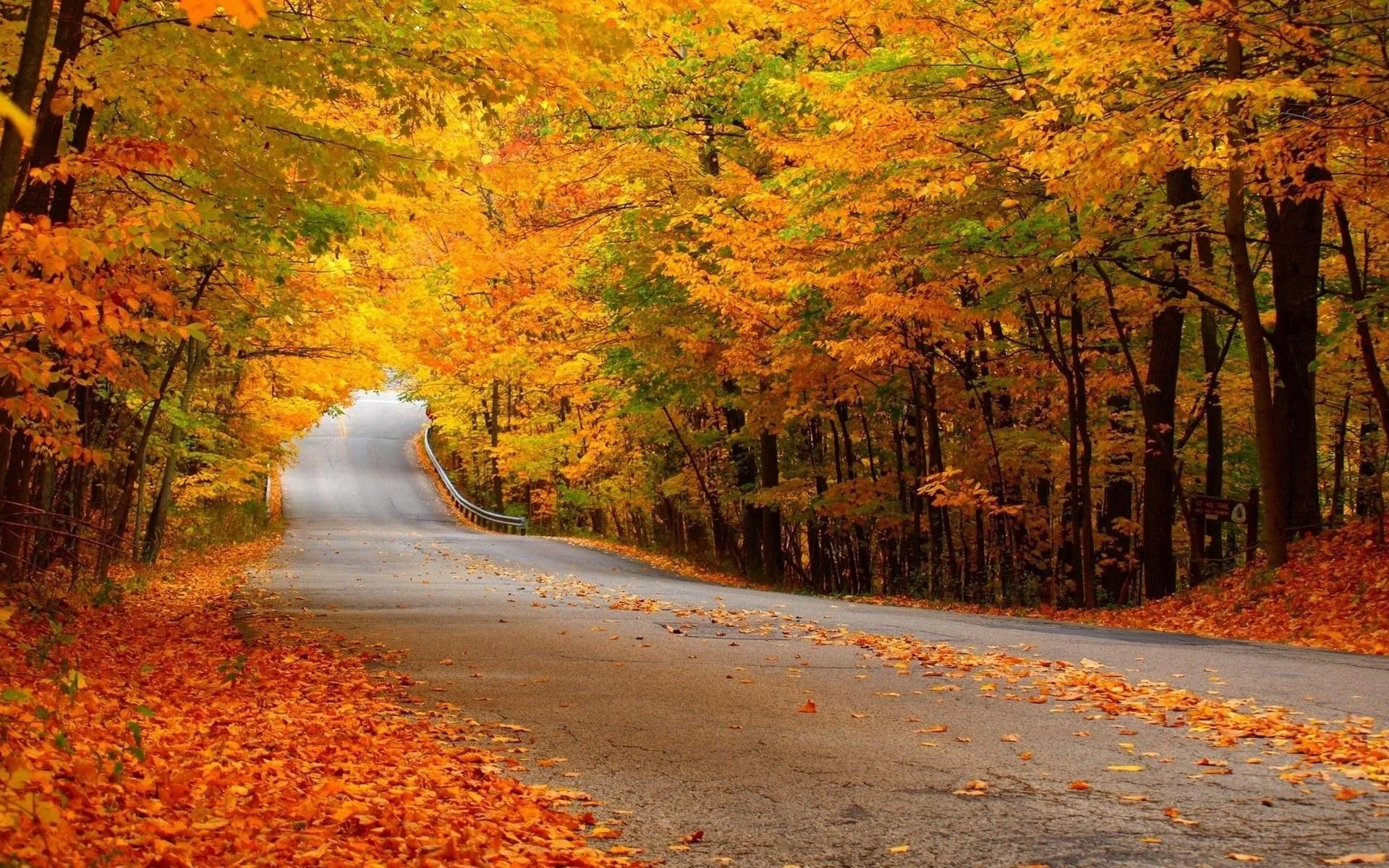 Autumn Forest Path with Trees in Rich Orange and Yellow Colors