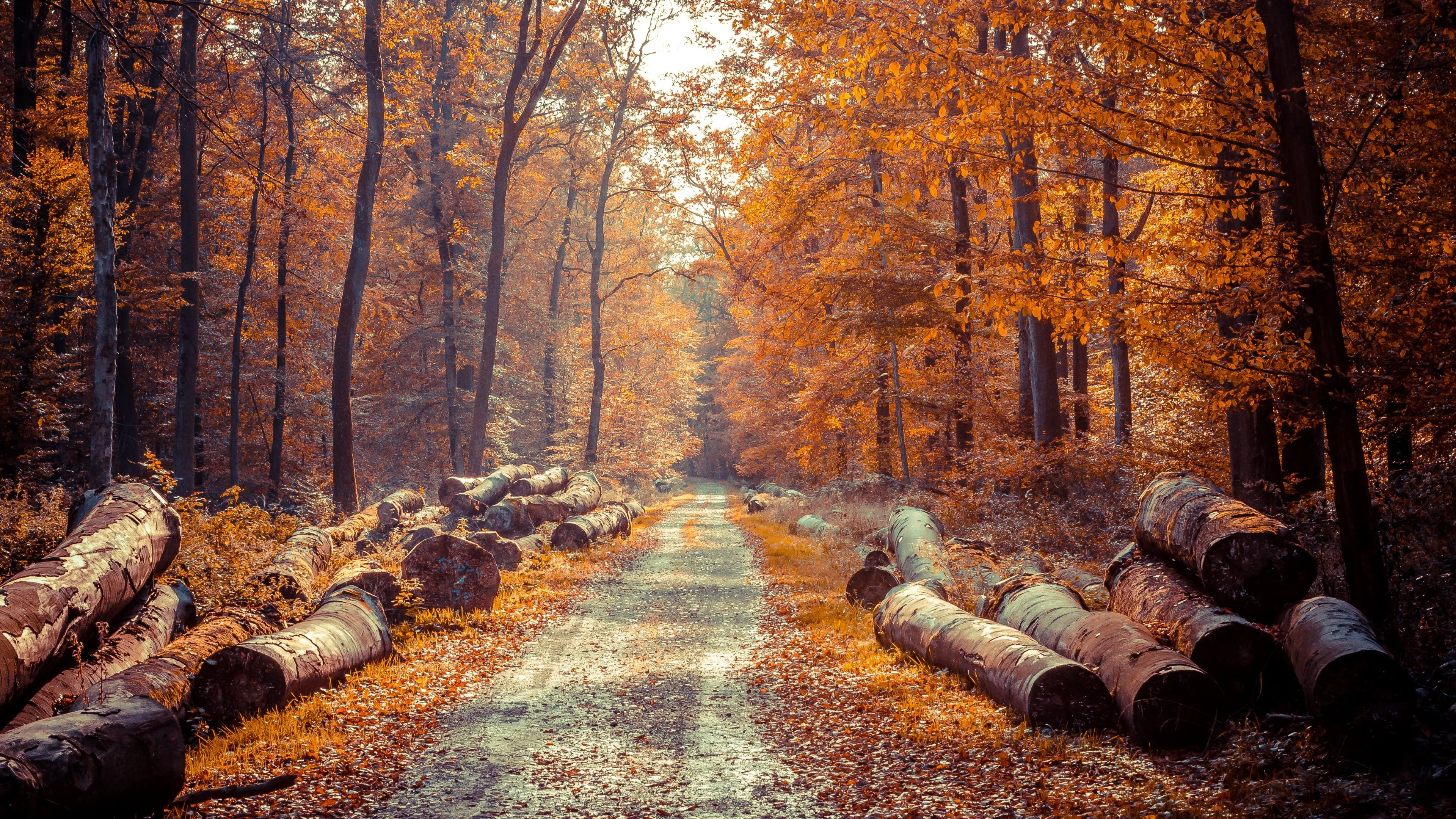 Autumn Forest Road with Cut Logs and Golden Falling Leaves