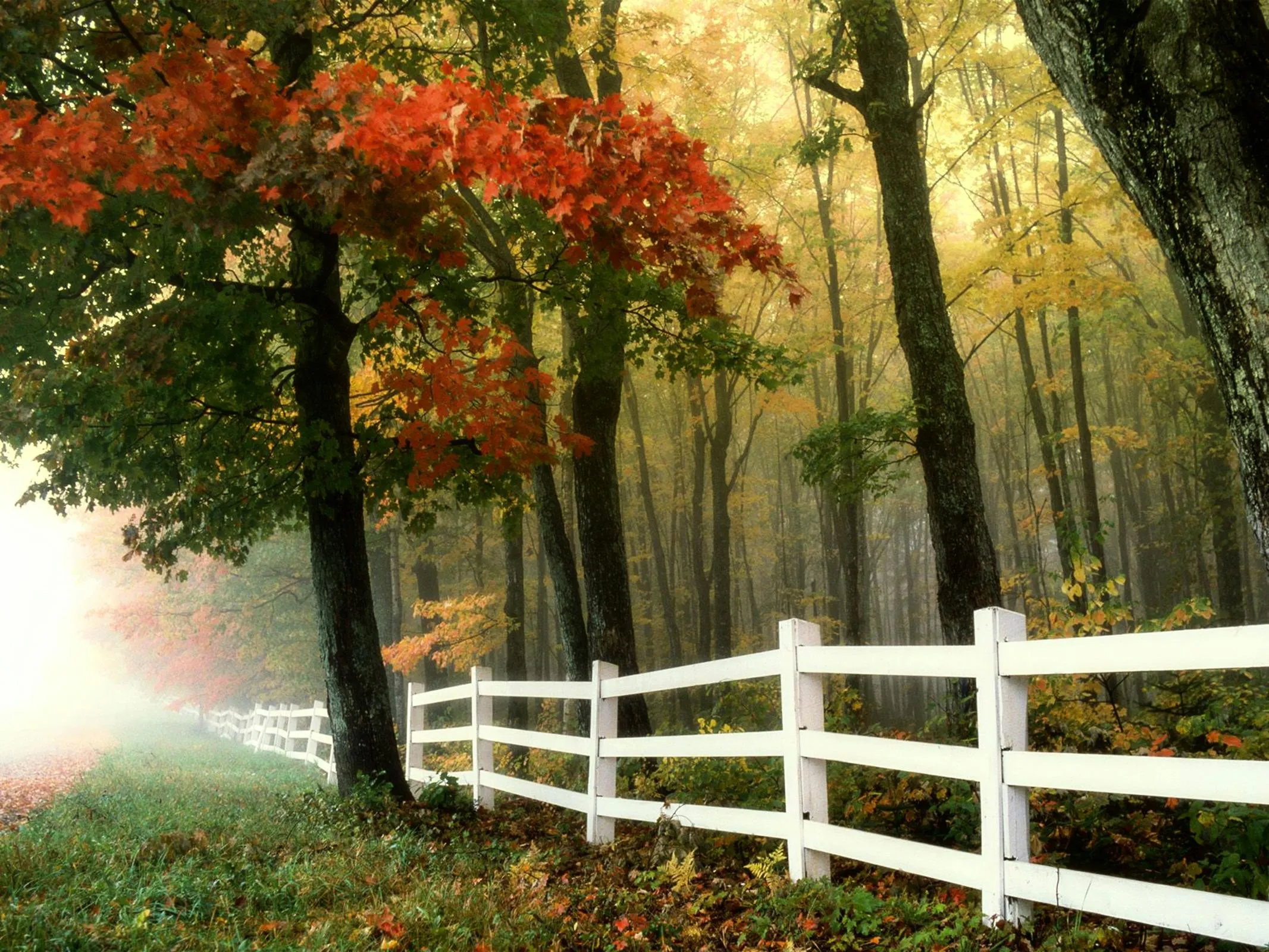Autumn Forest Scene with Red Trees and a White Wooden Fence