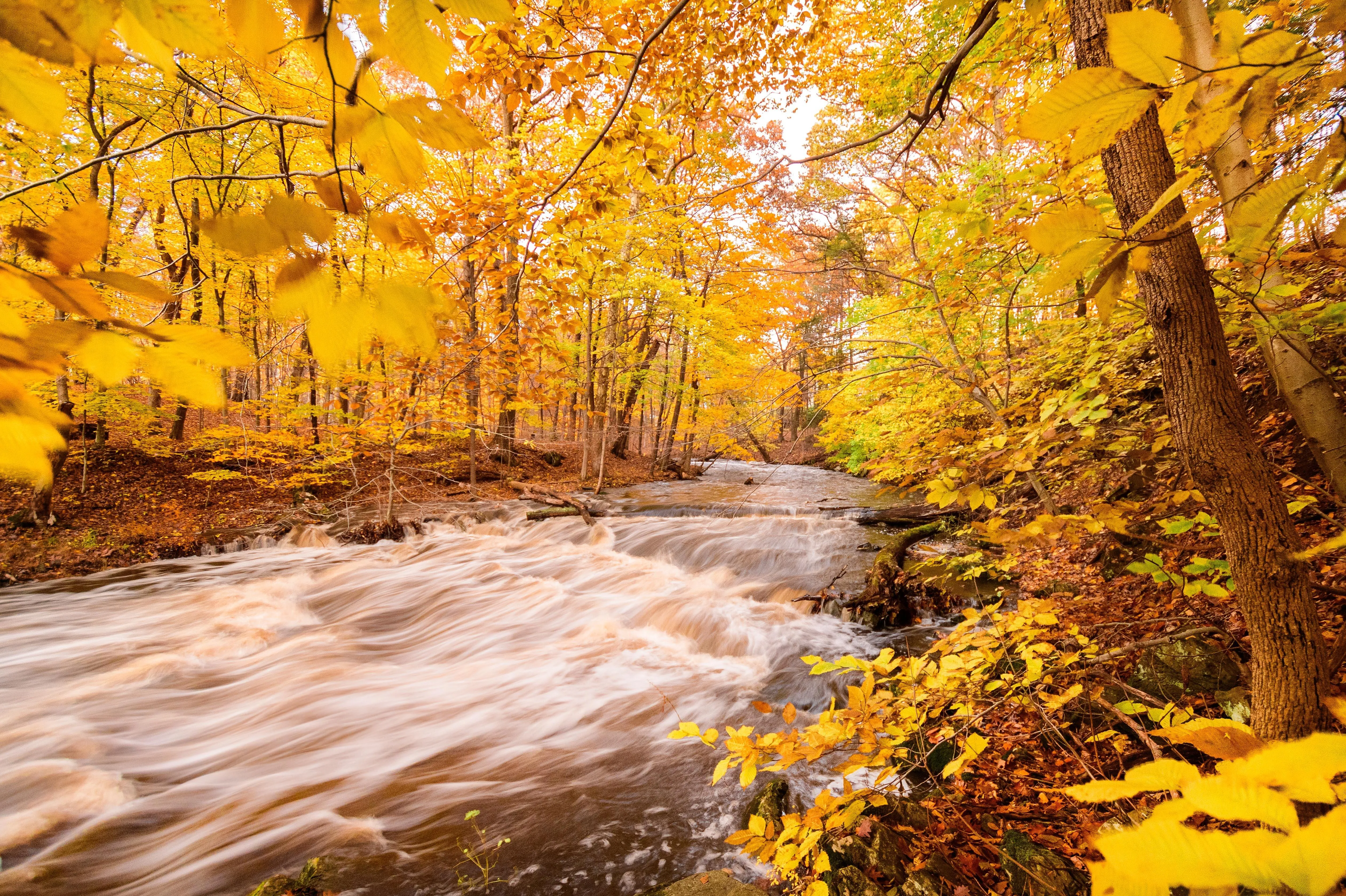 Autumn forest scene with golden yellow leaves and flowing stream