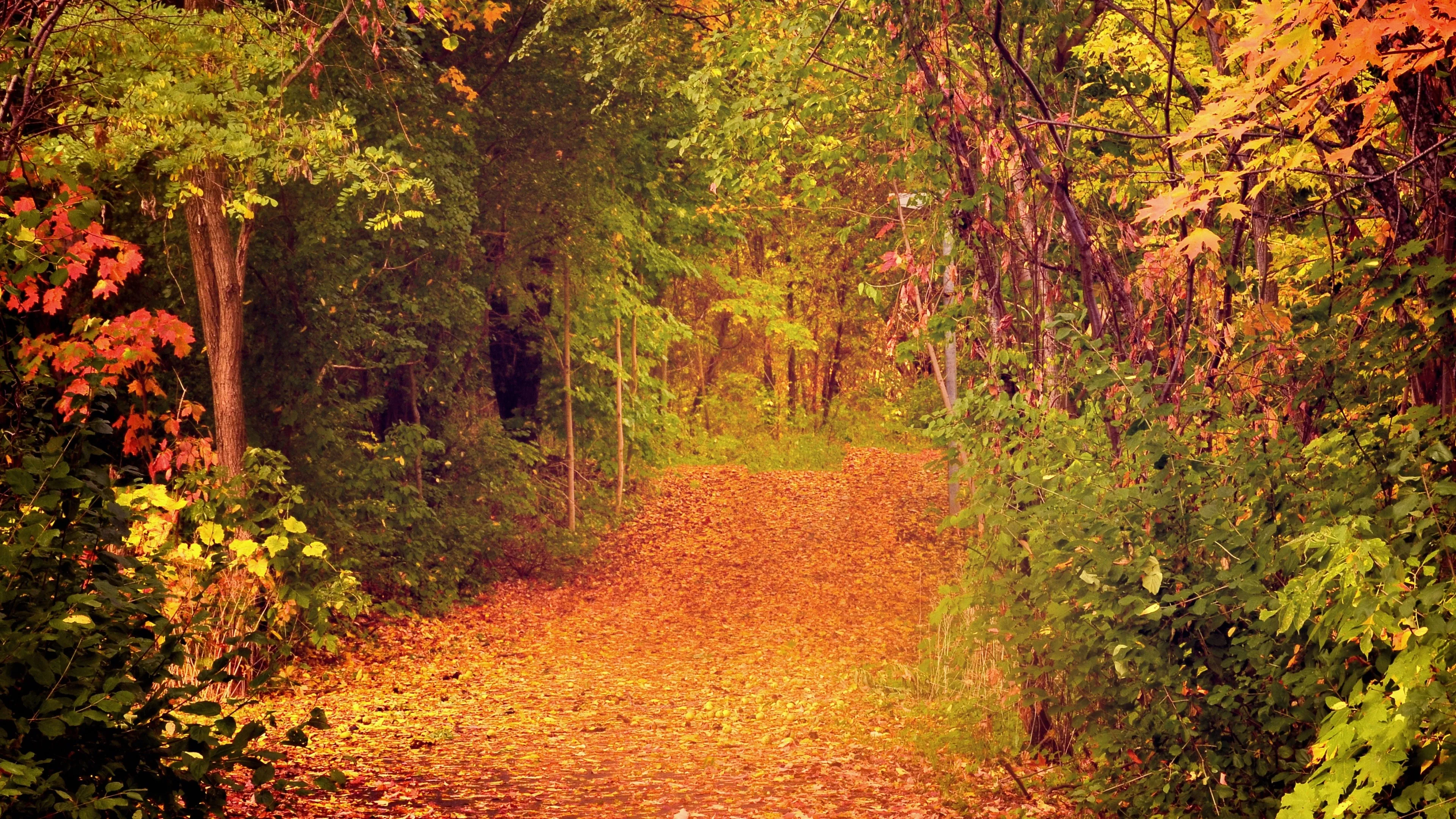 Autumn Forest Trail Covered with Orange Fallen Leaves